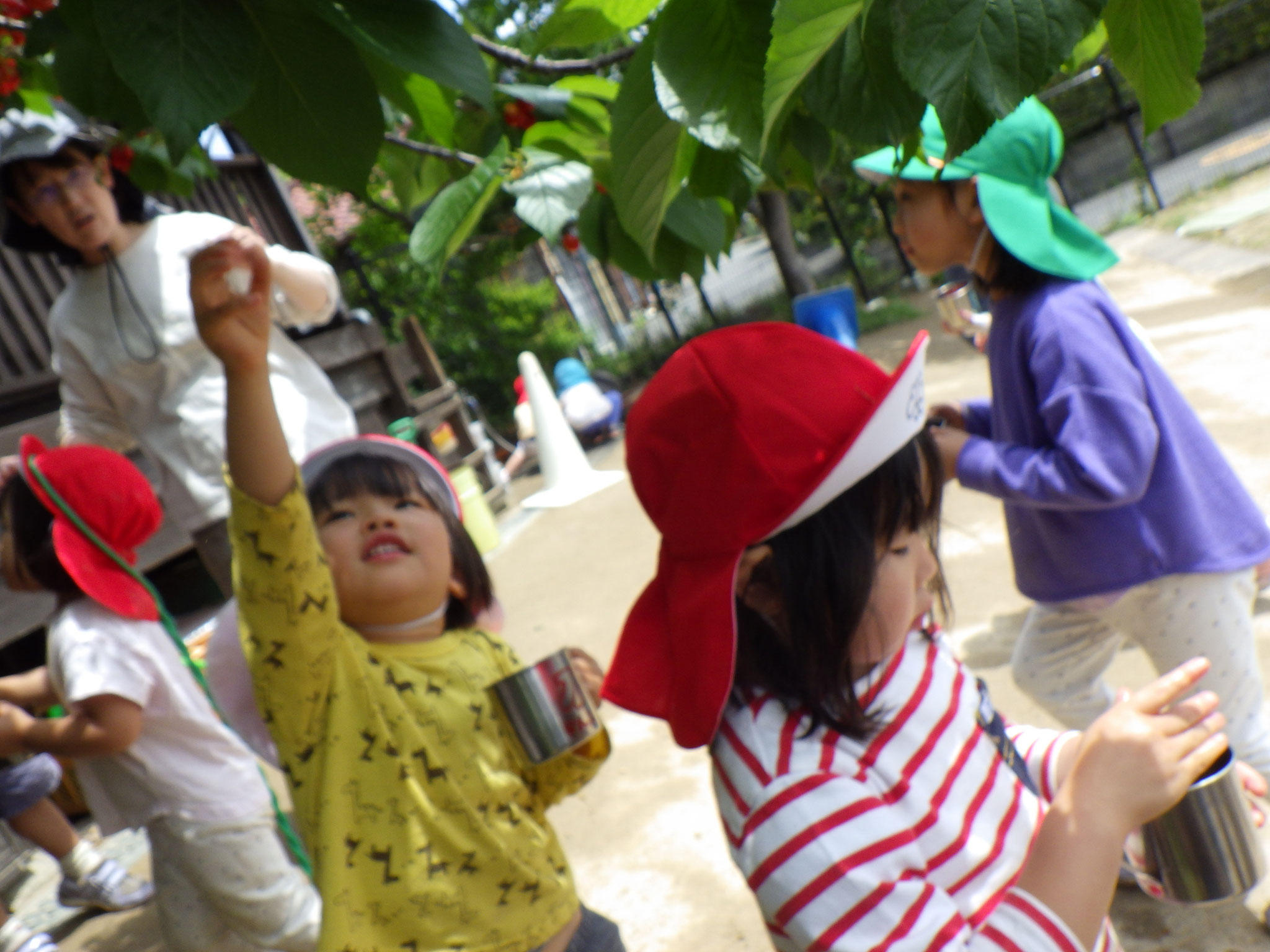 サクランボ収穫♡