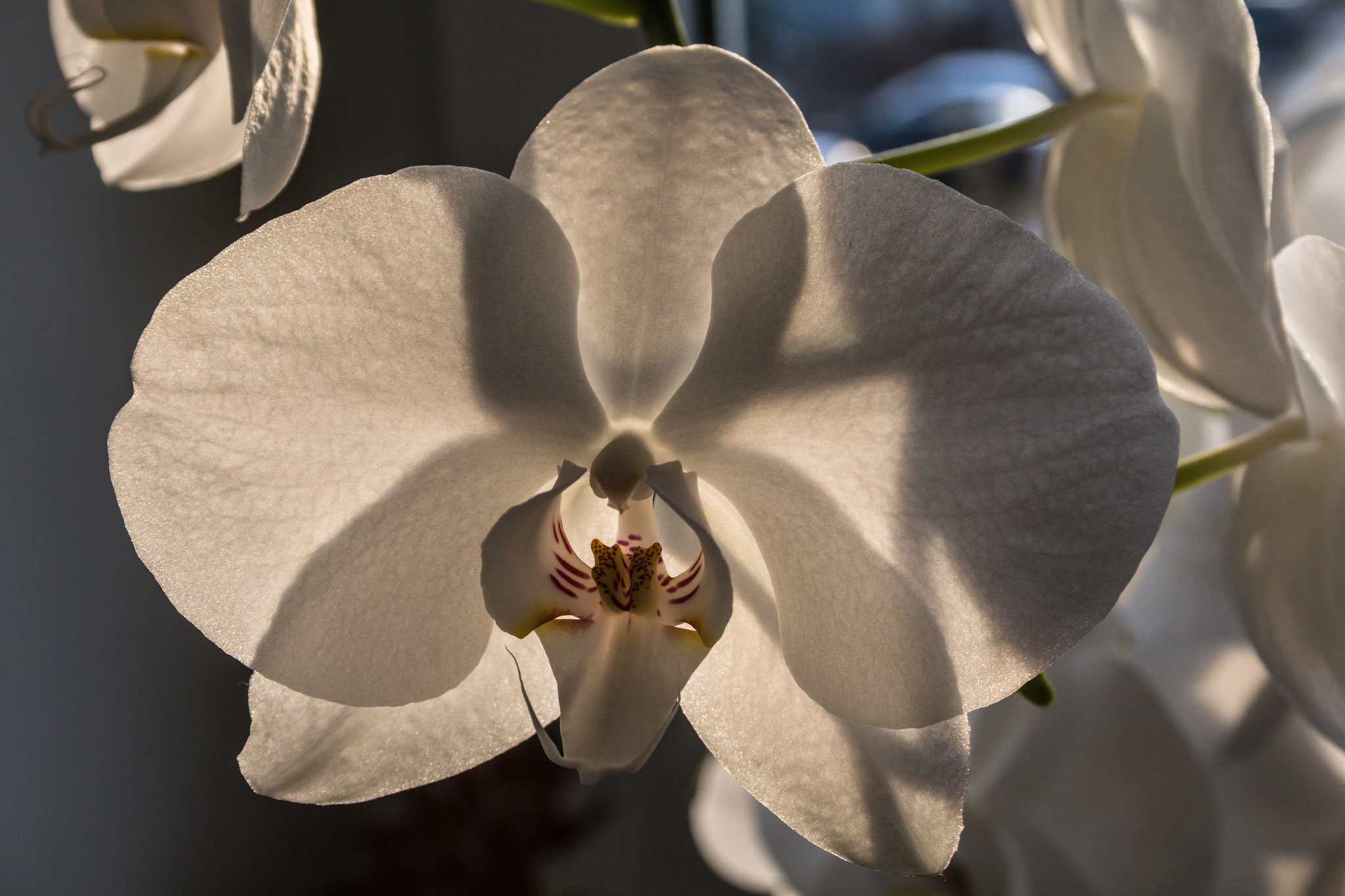 Orchid at home (2015)