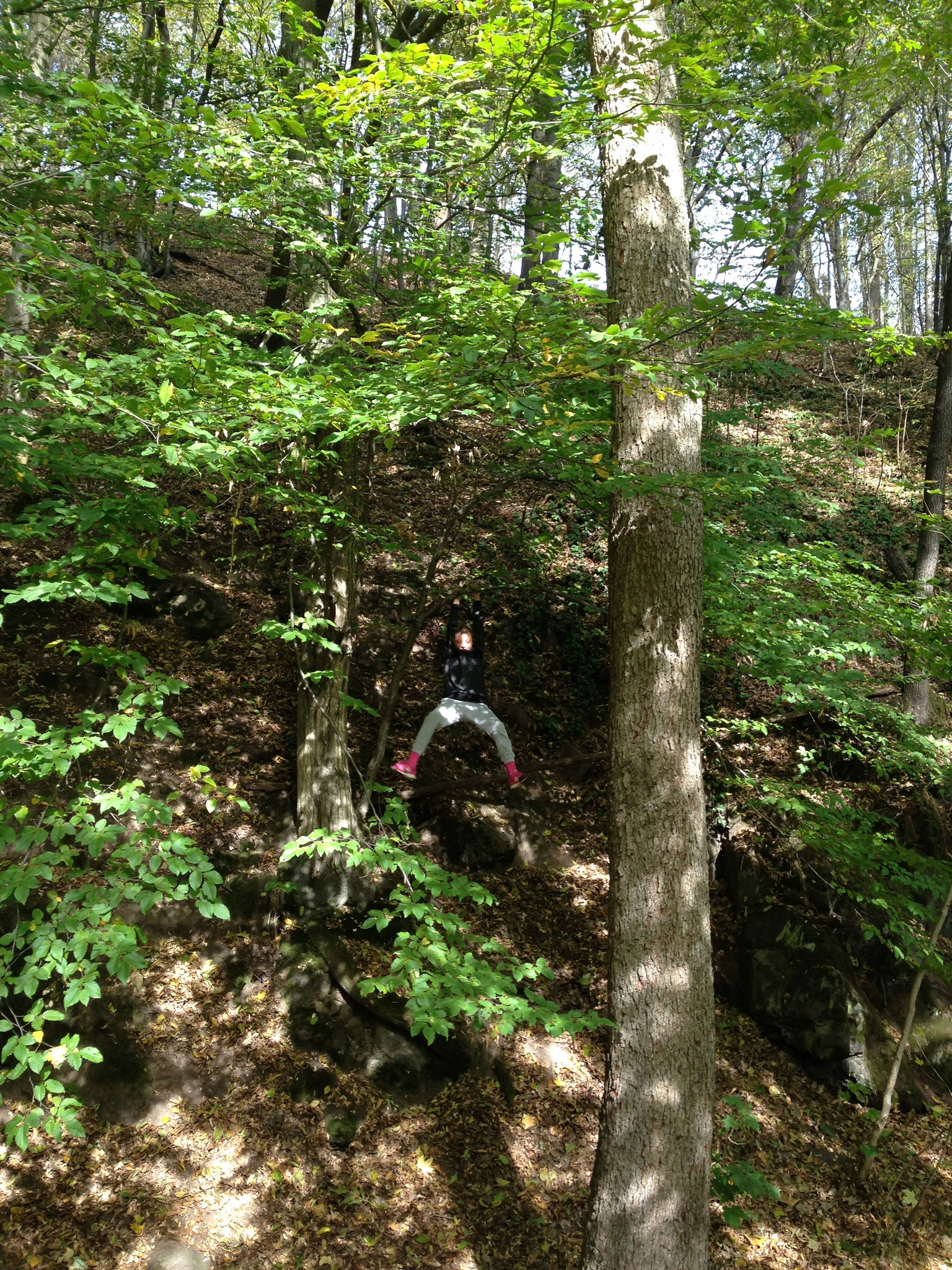 Baumschaukel