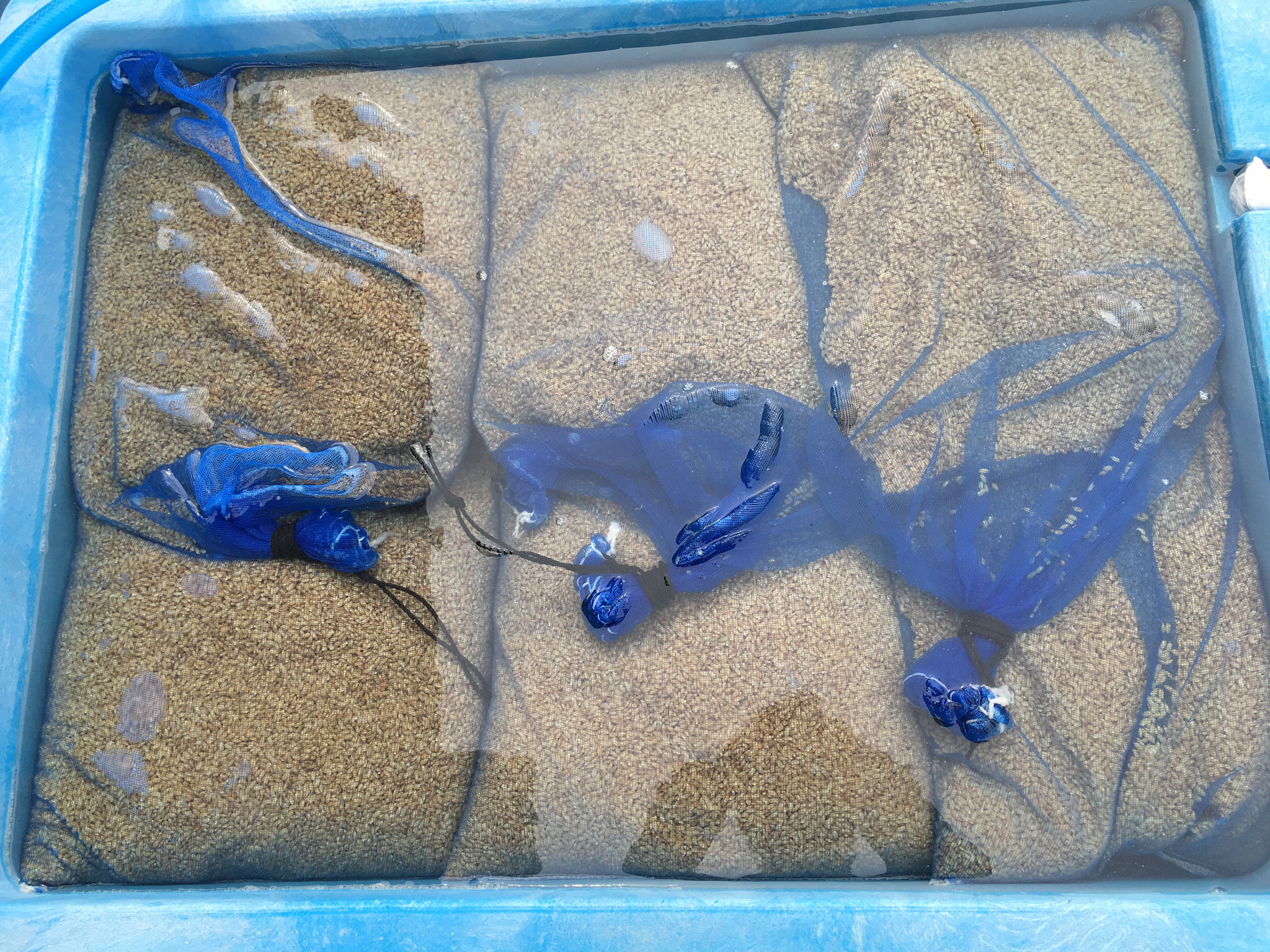 種子浸水