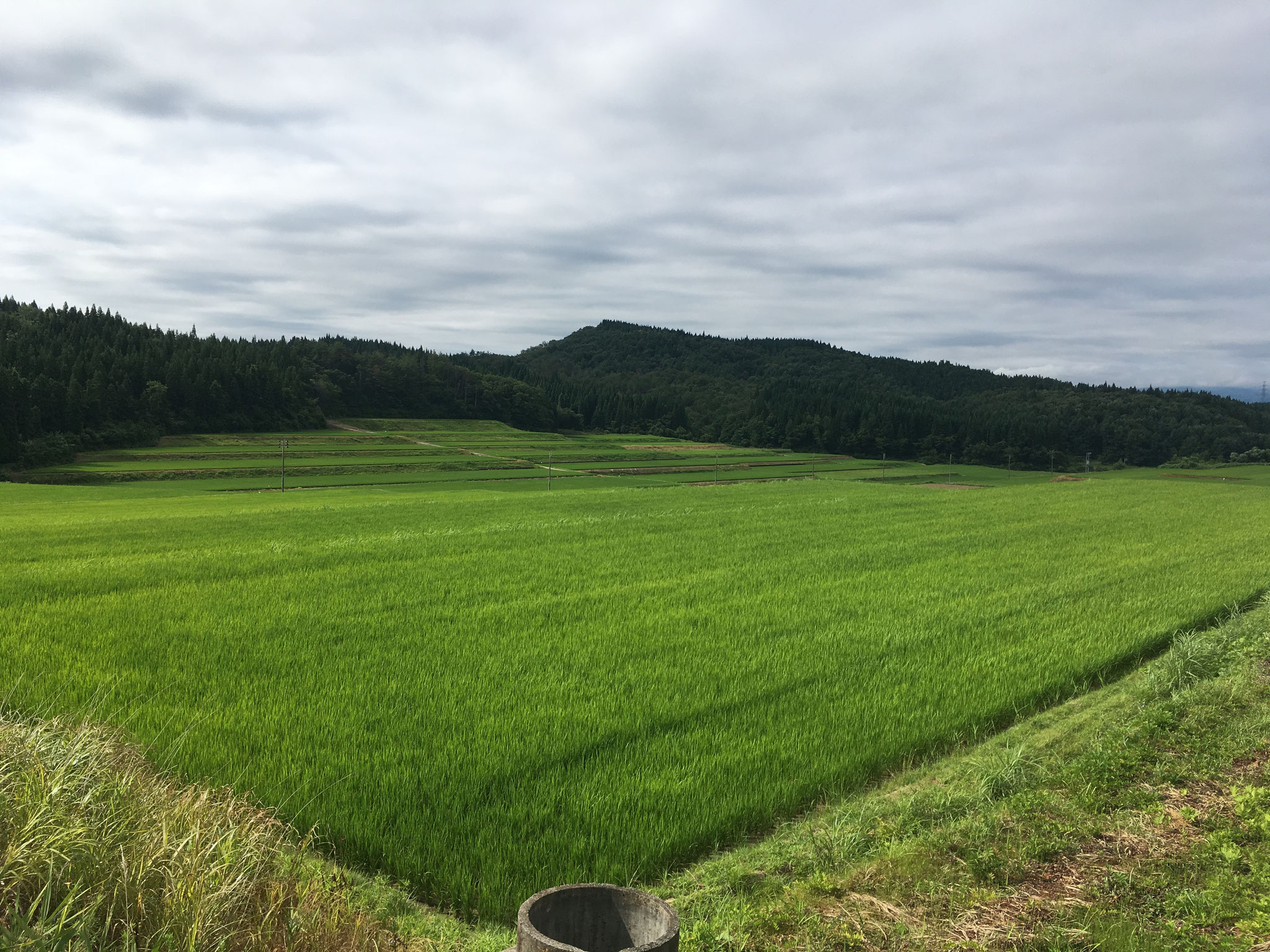 除草、消毒、肥料など稲の状態管理