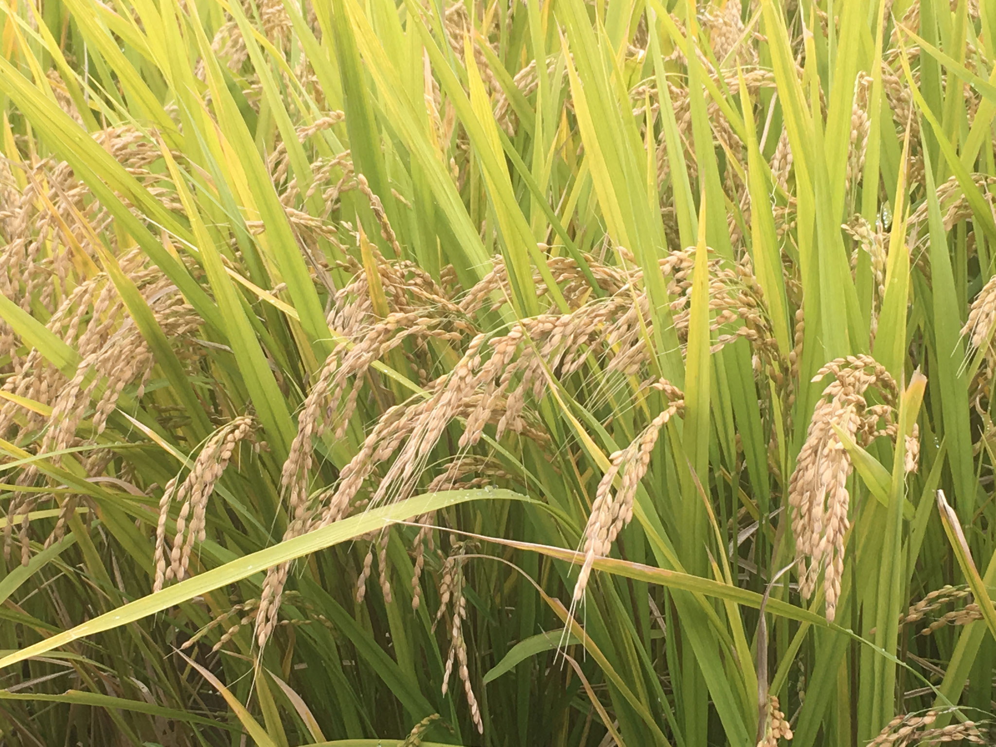 収穫直前