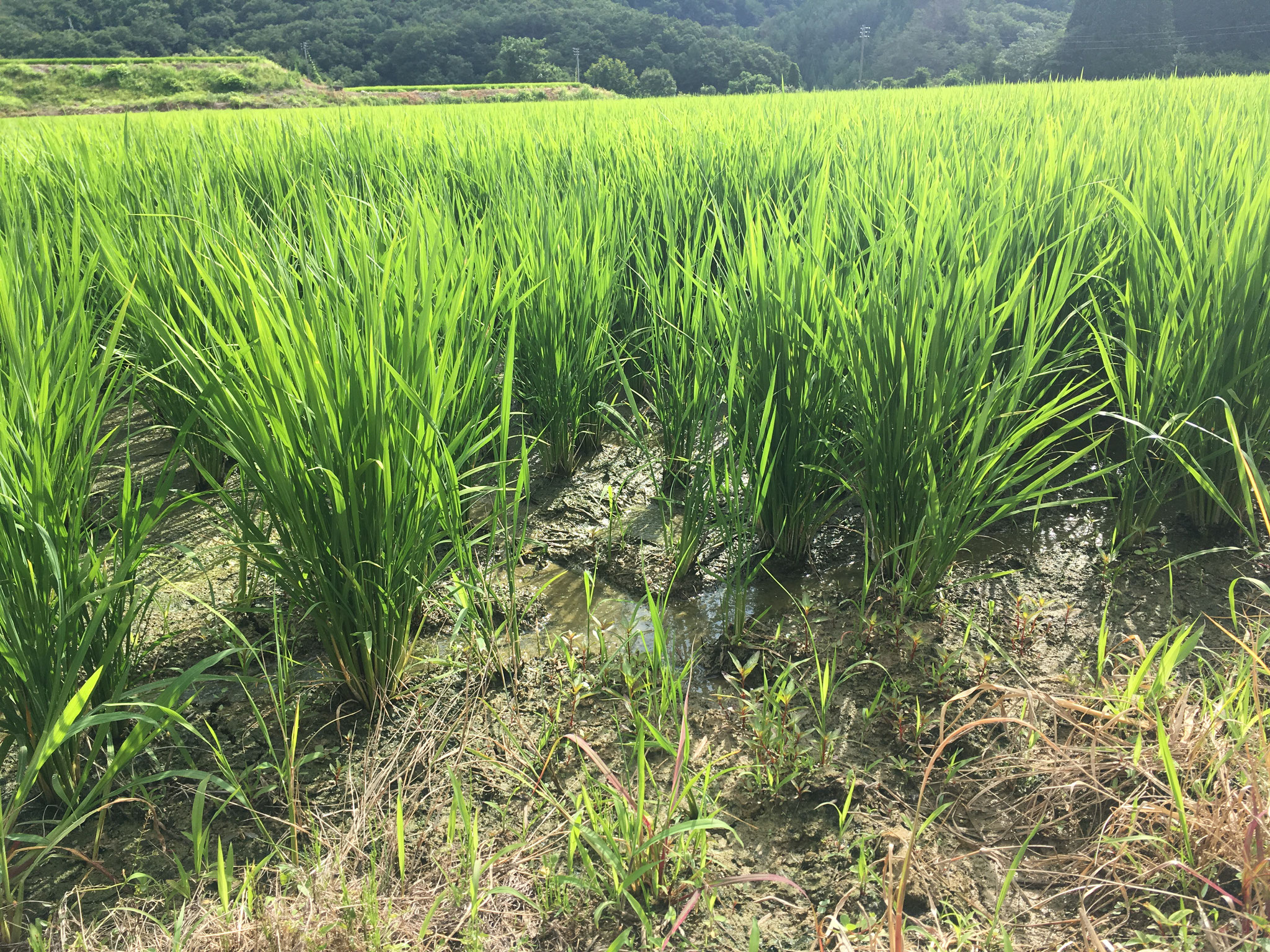 水分調整