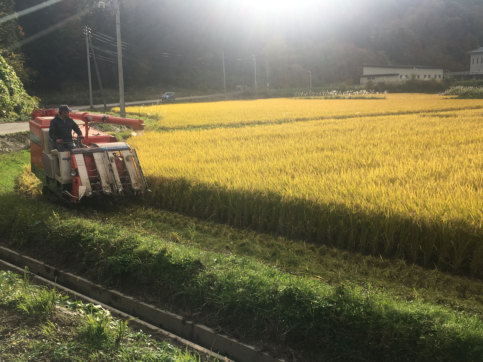 稲刈り
