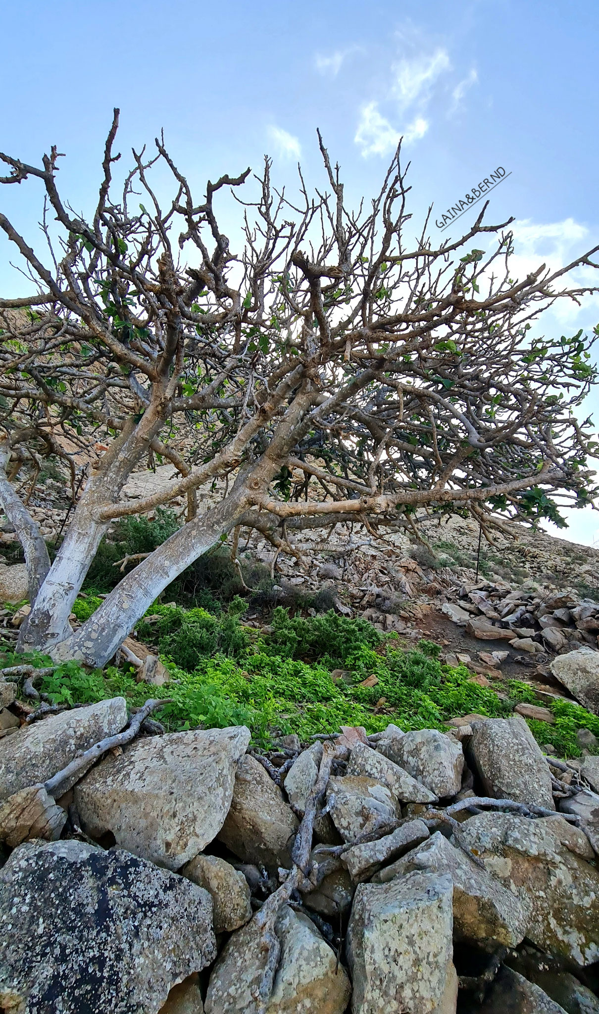 Heiliger Baum