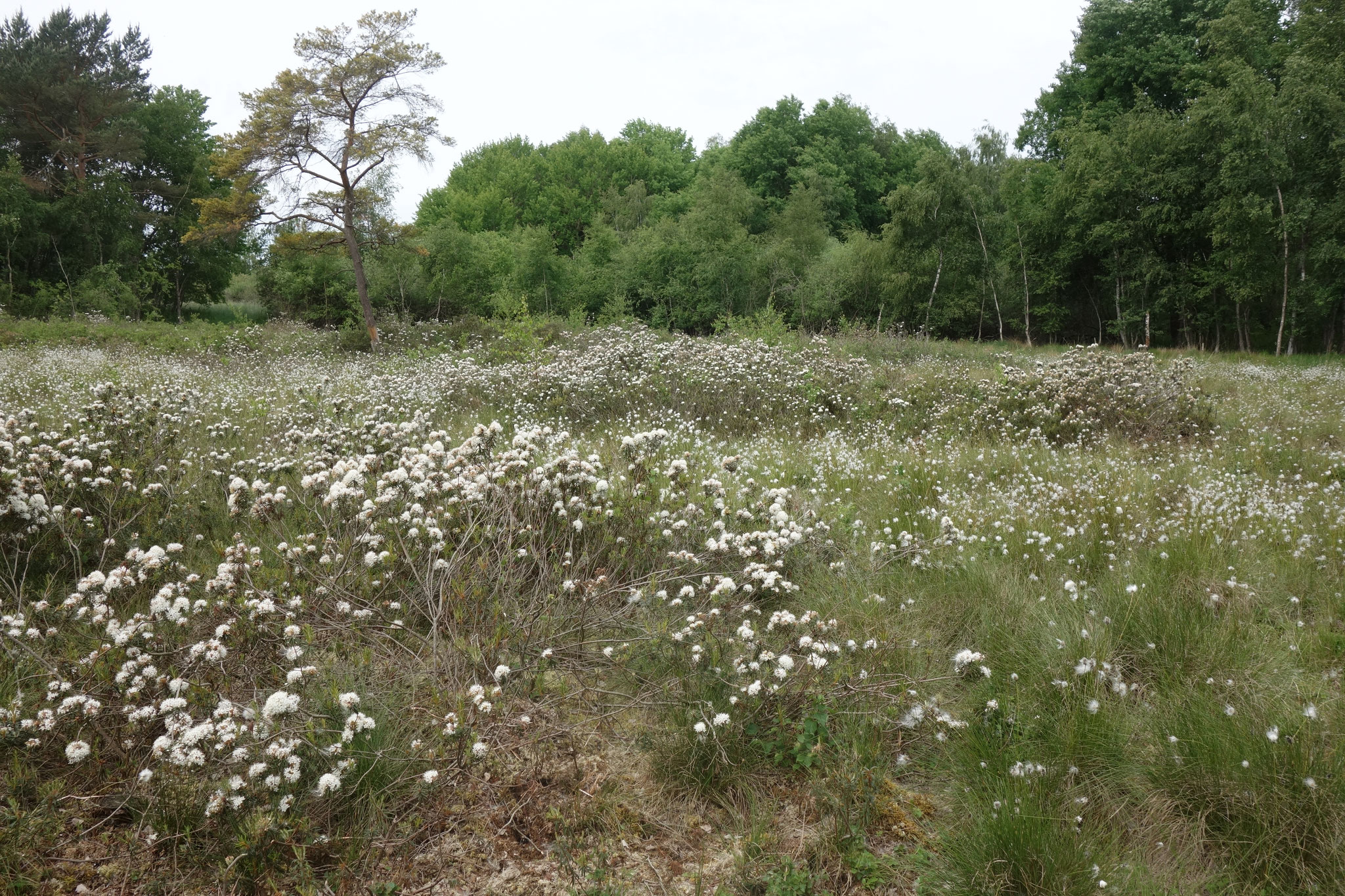 blühender Sumpfporst (Ledum palustre) mit Scheidigem Wollgras (Eriophorum vaginatum) im Mannhagener Moor
