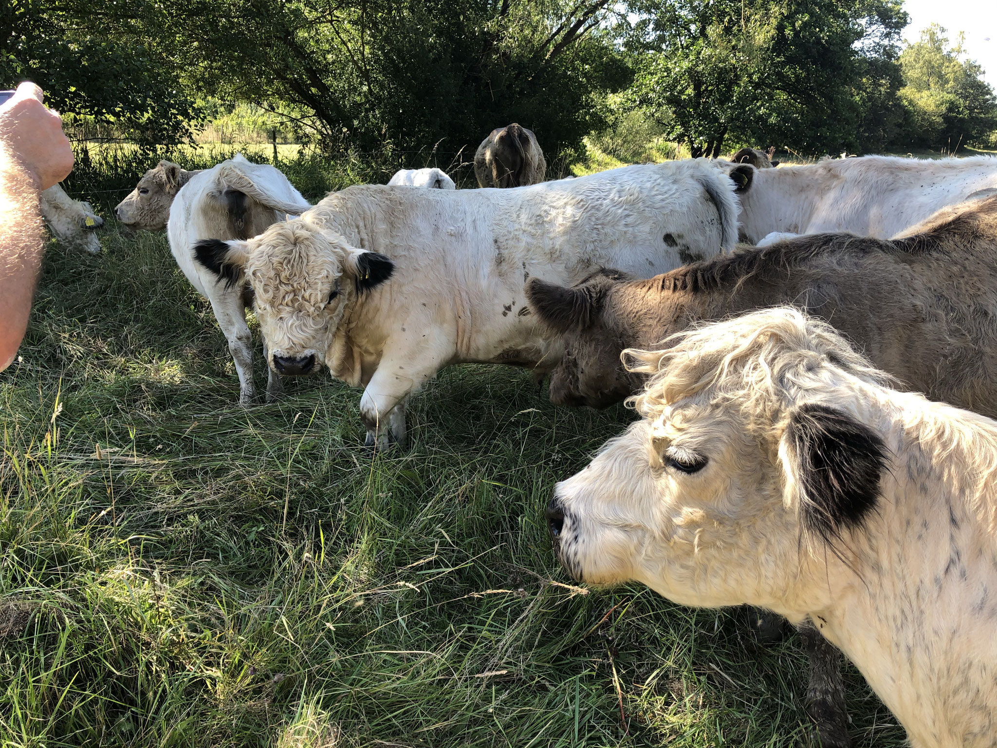 Diese freundlichen Galloways werden unsere Wiese zeitweise natürlich beweiden