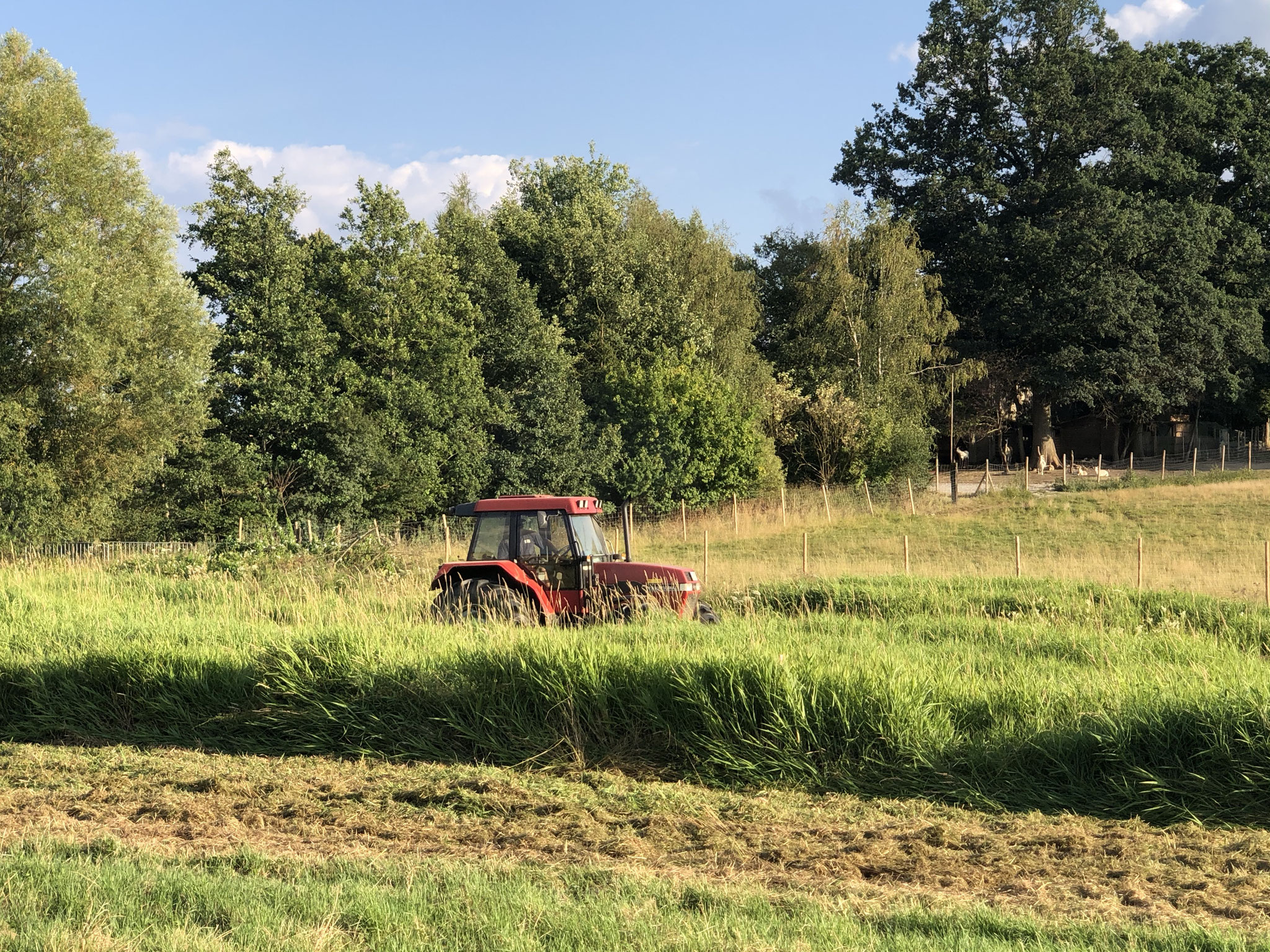 saftiges Heu für die Pferde