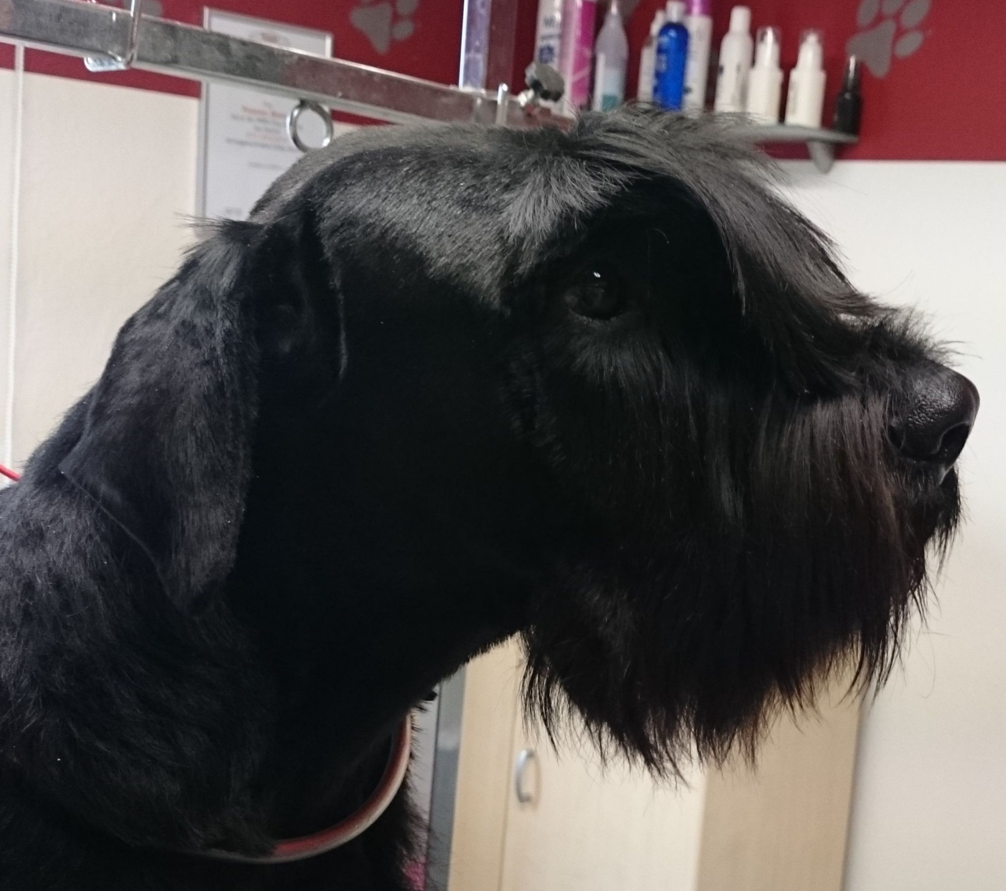 Schnauzer Kopfstudie