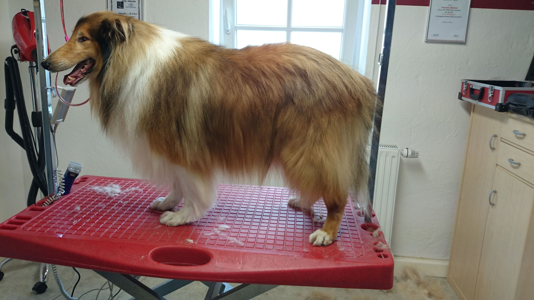 Collie