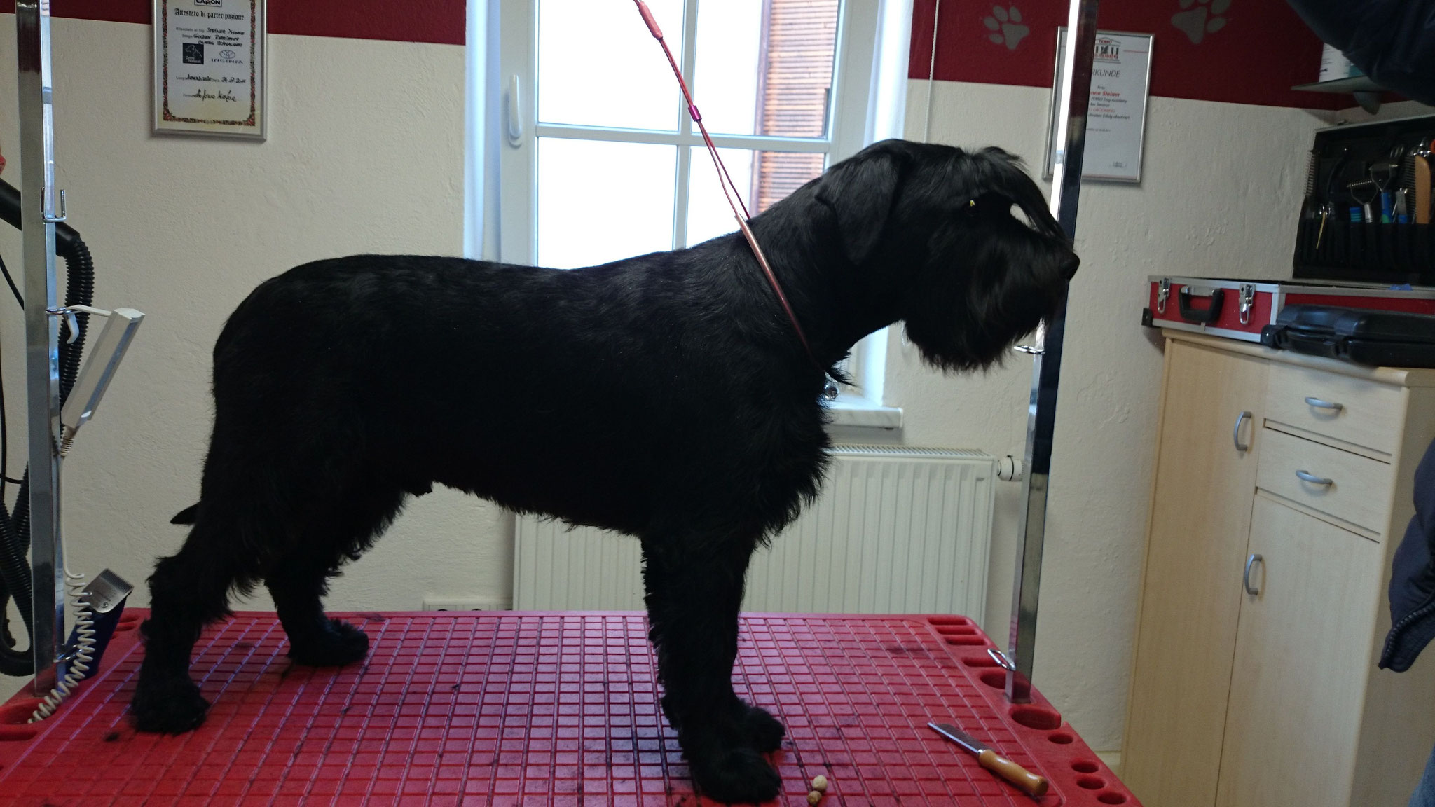 Schnauzer 