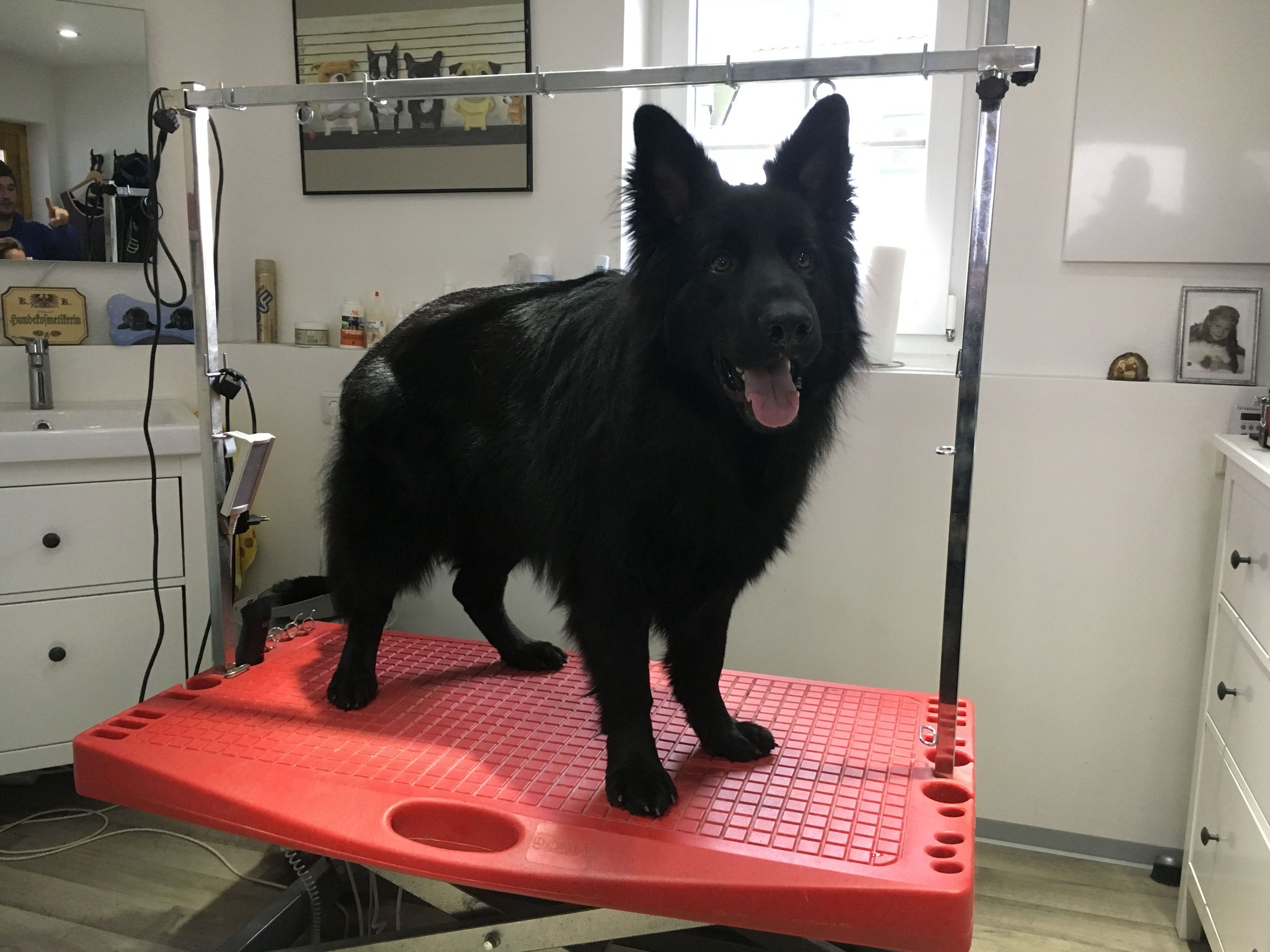 Altdeutscher Schäferhund "Hunter"