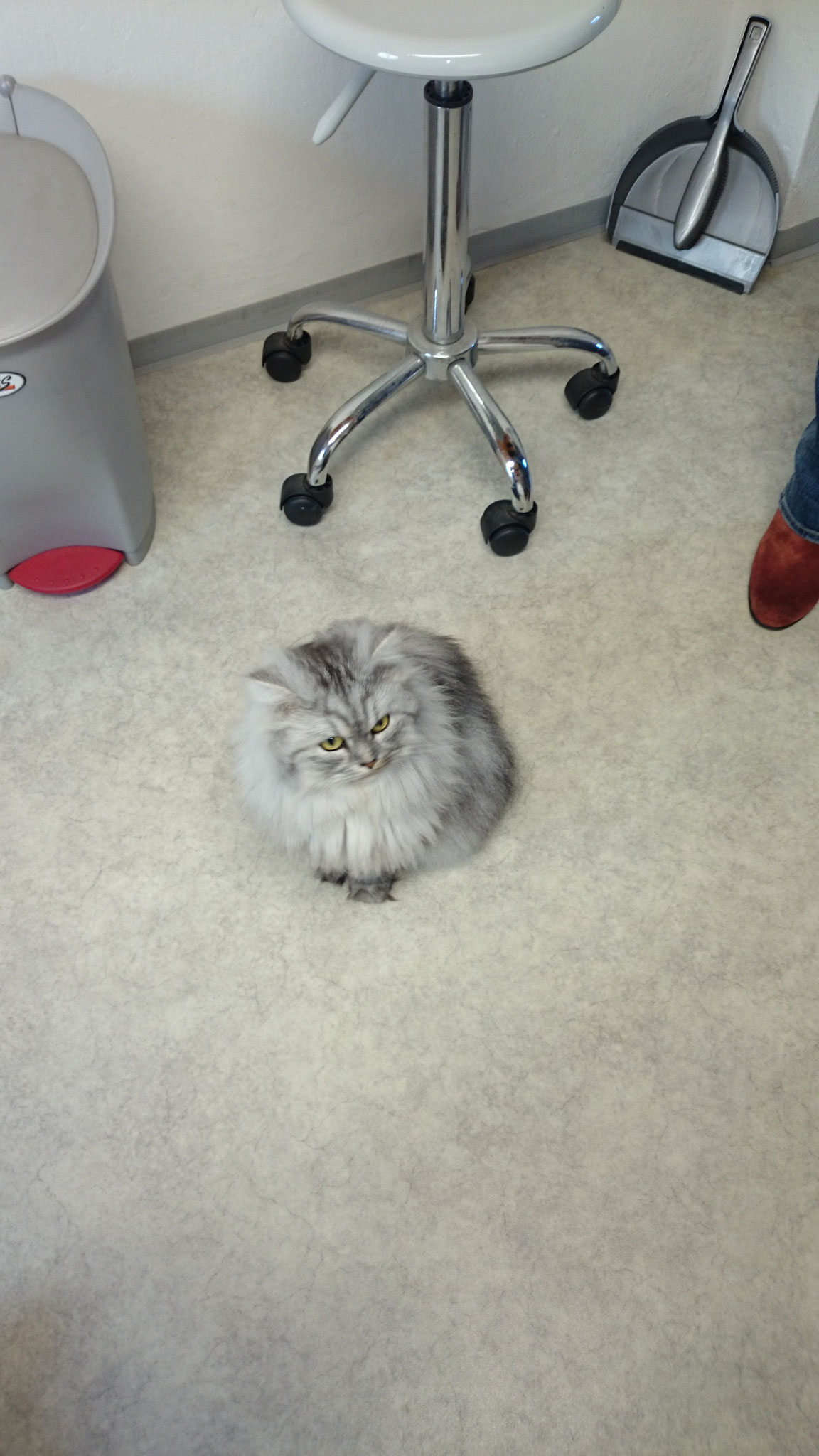 Perserkatze