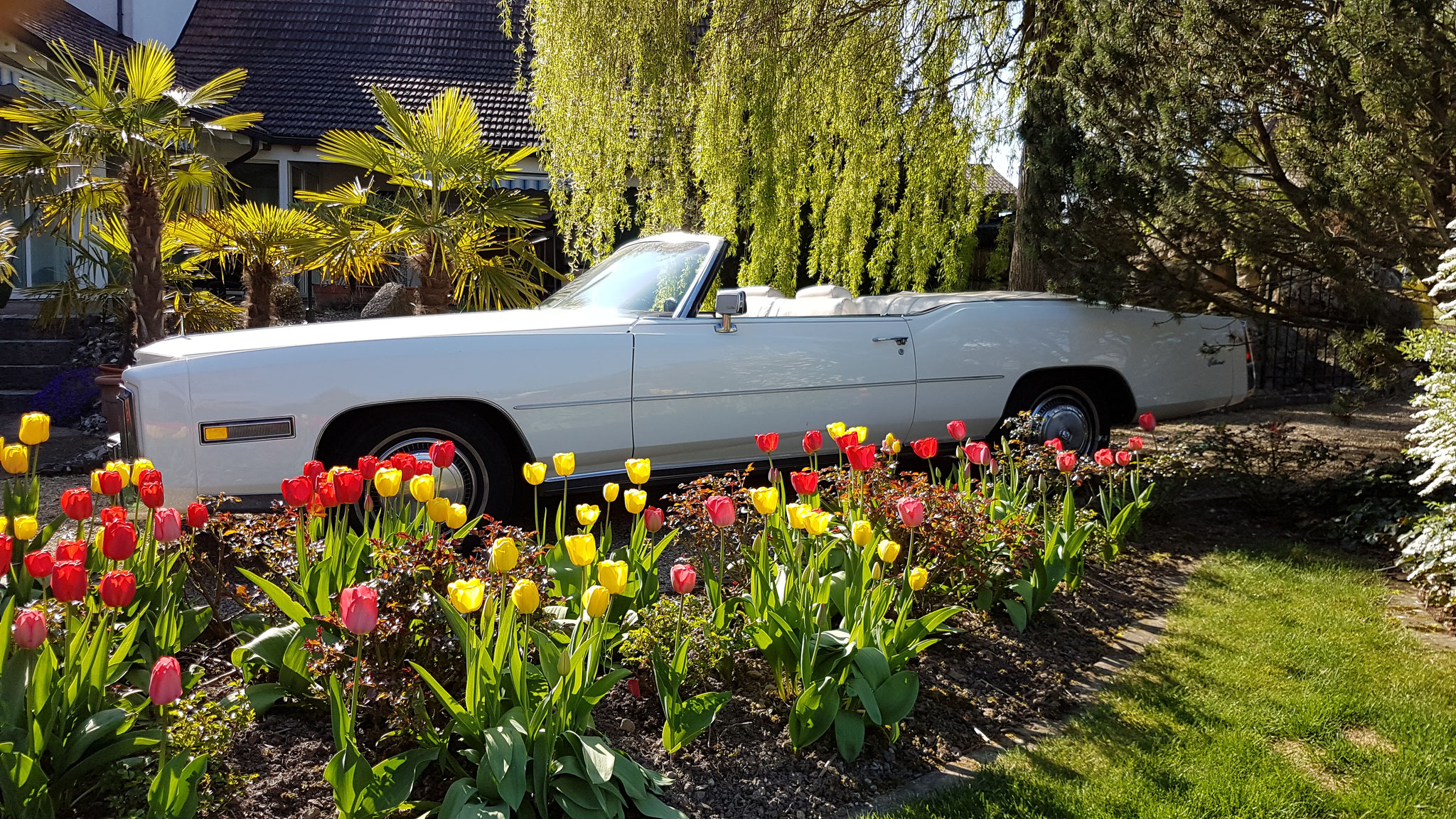 Cadillac im Tulpenfeld