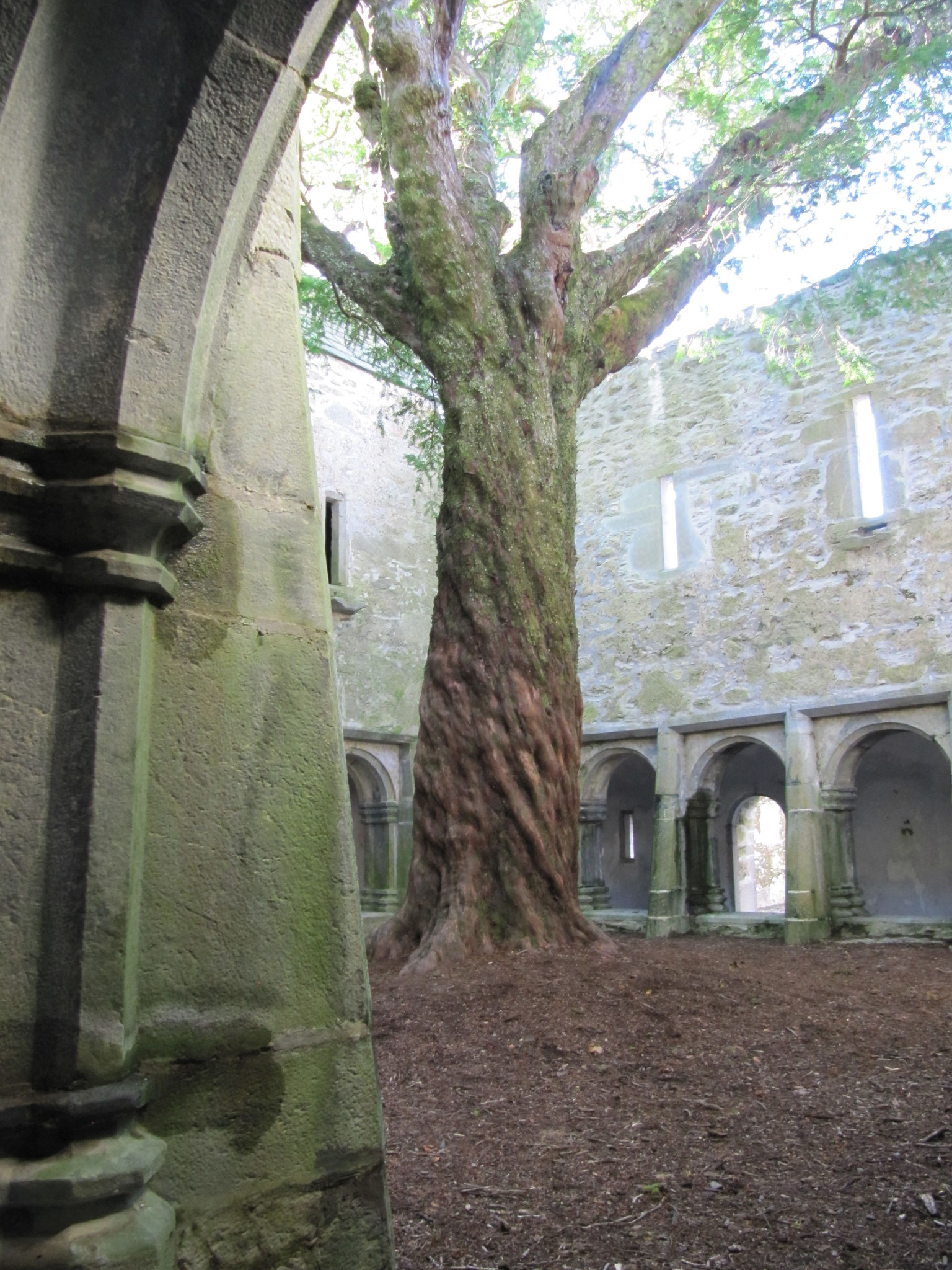en Irlande, abbaye de Muckross