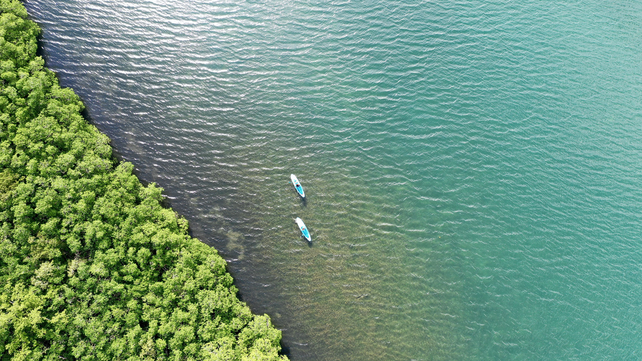 Tom Paddle Evasion | Excursion paddle | Mangroves | Guadeloupe