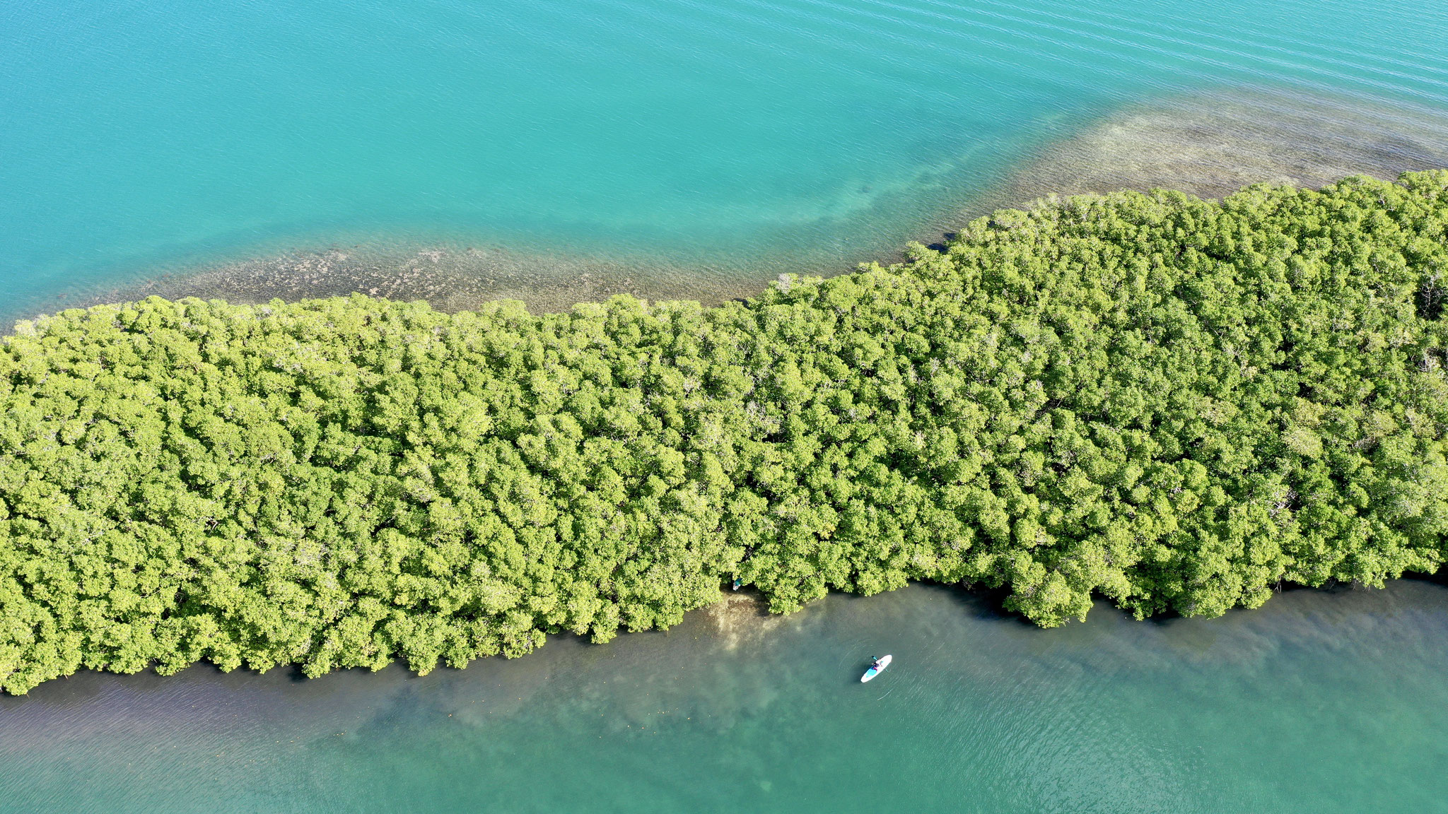 Tom Paddle Evasion | Excursion paddle | Mangroves | Guadeloupe