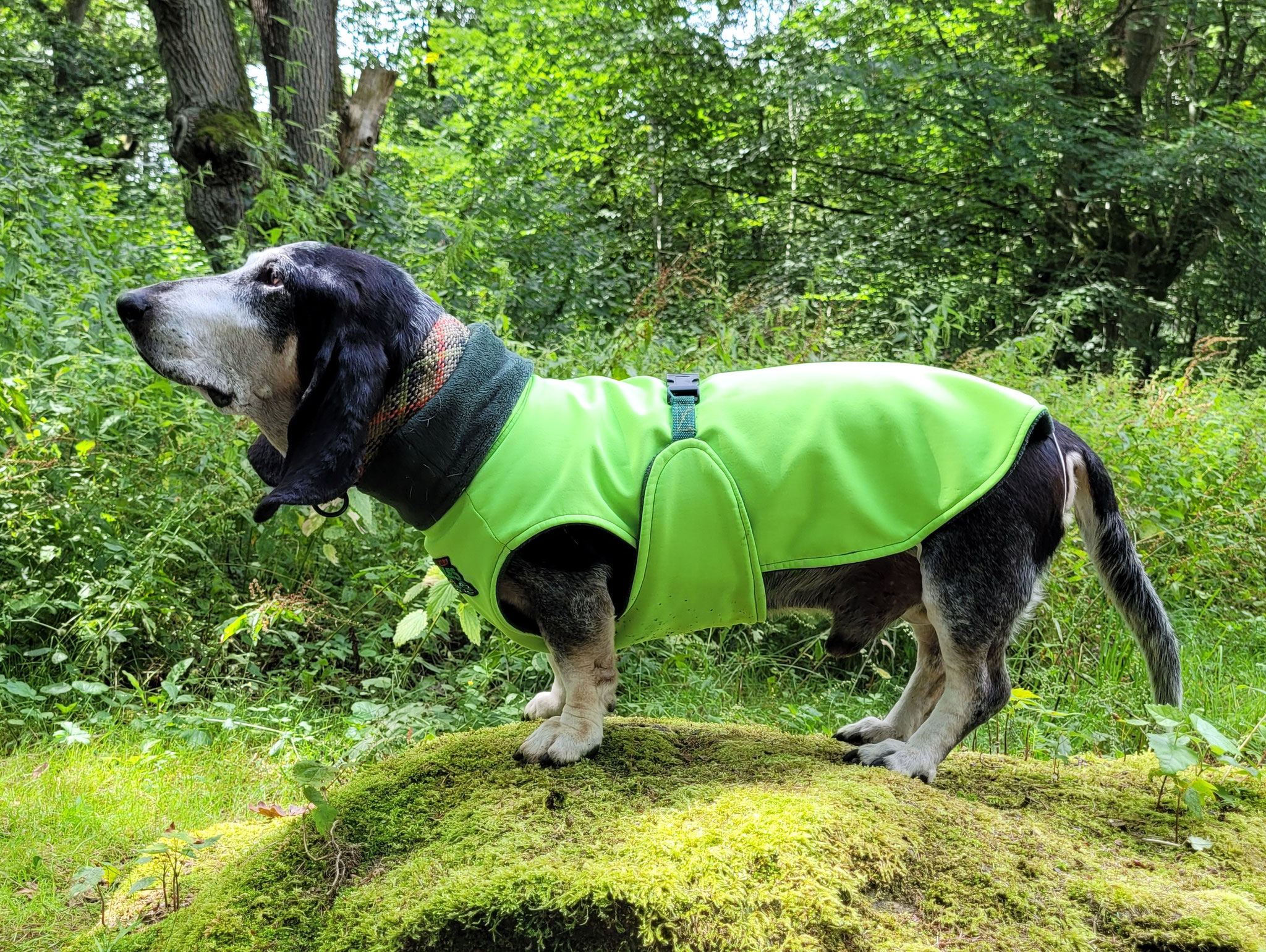 Basset Bleu mit neonfarbenen Softshell-Mantel