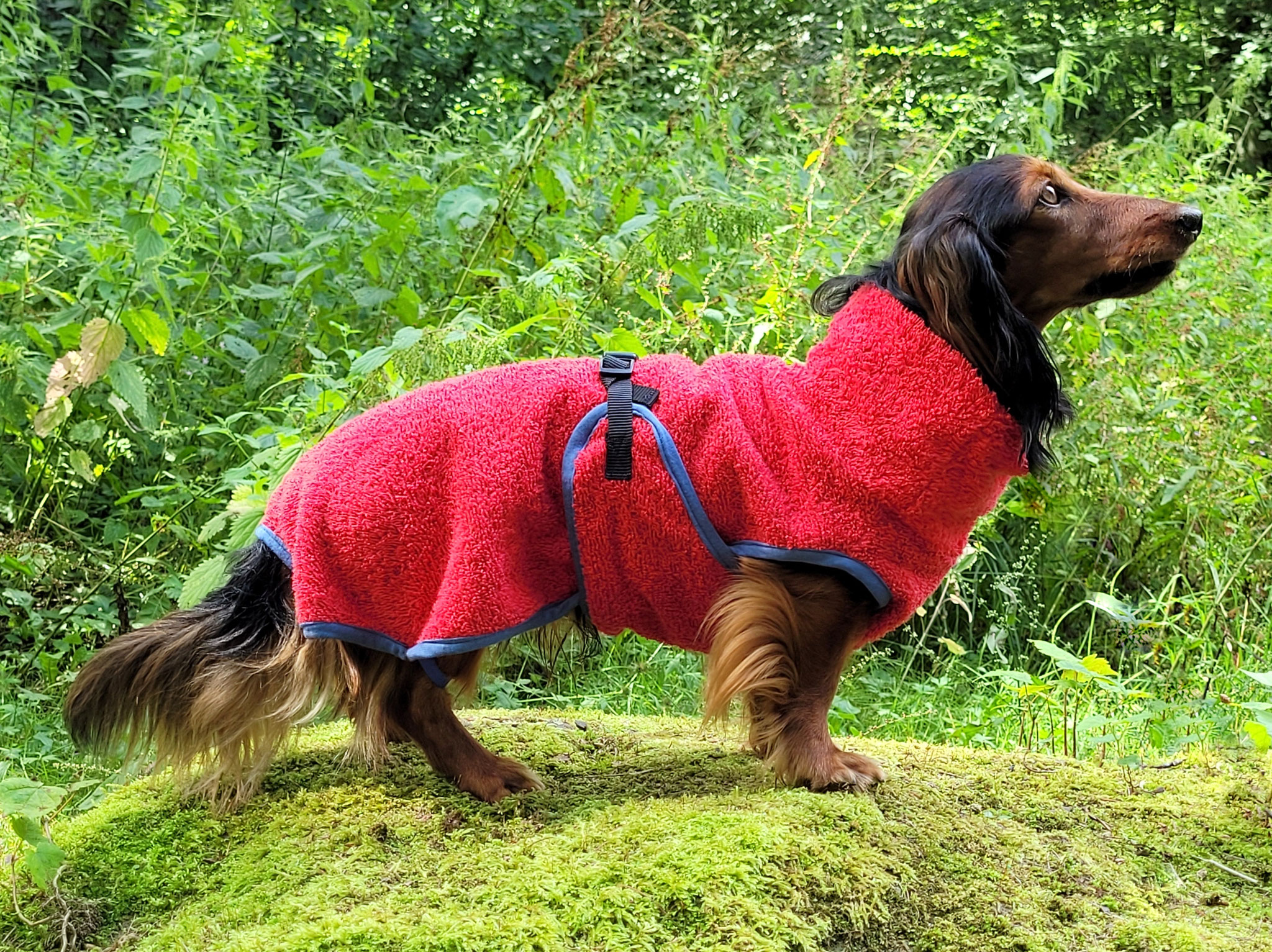 Hunde-Frottebademantel rot für Dackel