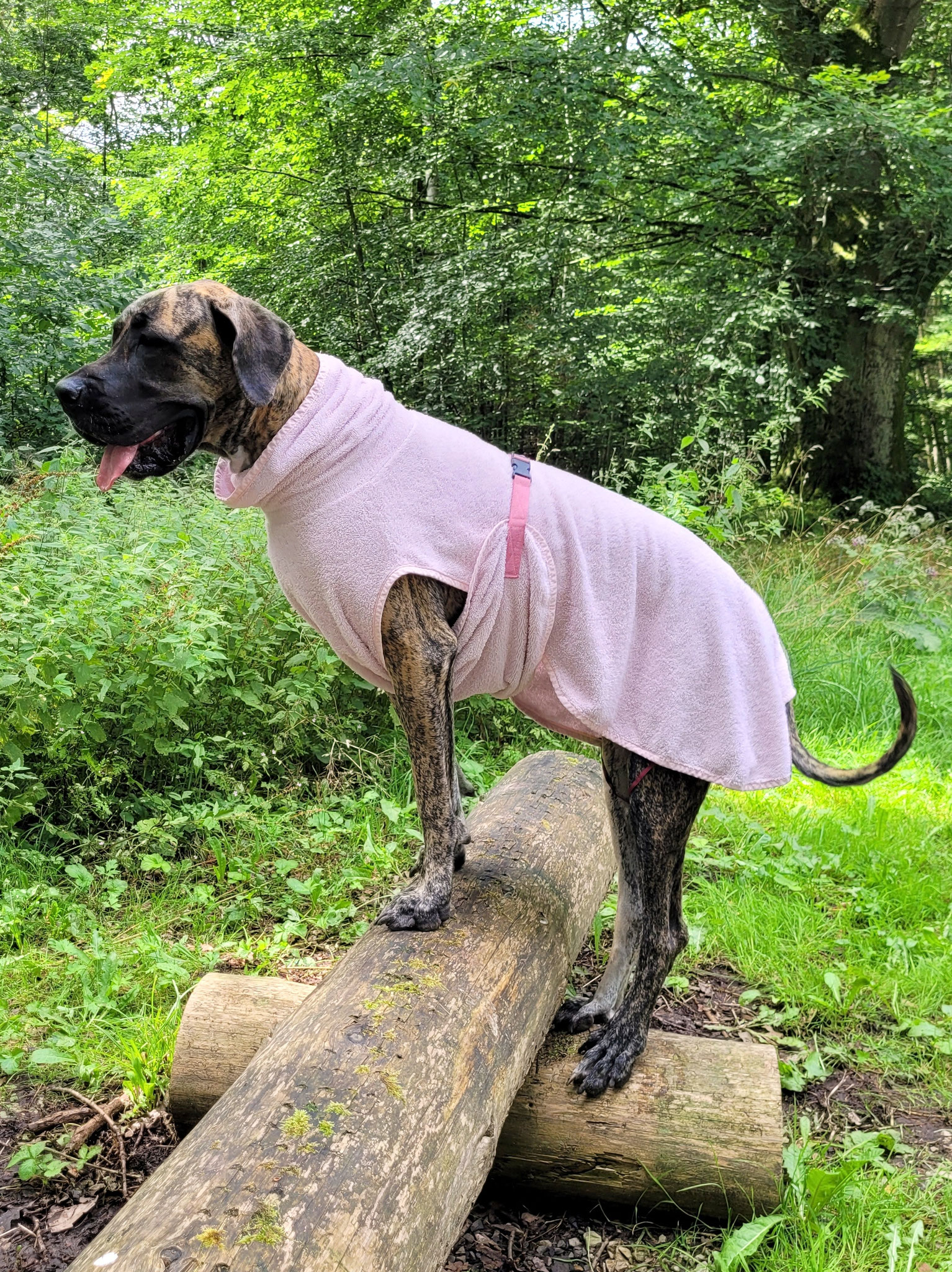 Hunde-Frottebademantel rosa für Deutsche Dogge