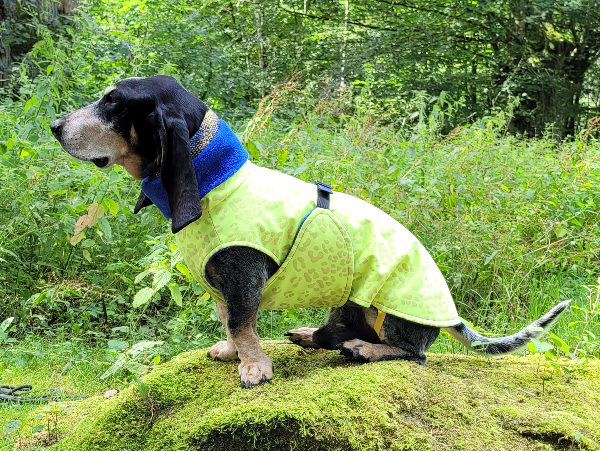 Basset Bleu mit reflektierendem Softshell-Mantel