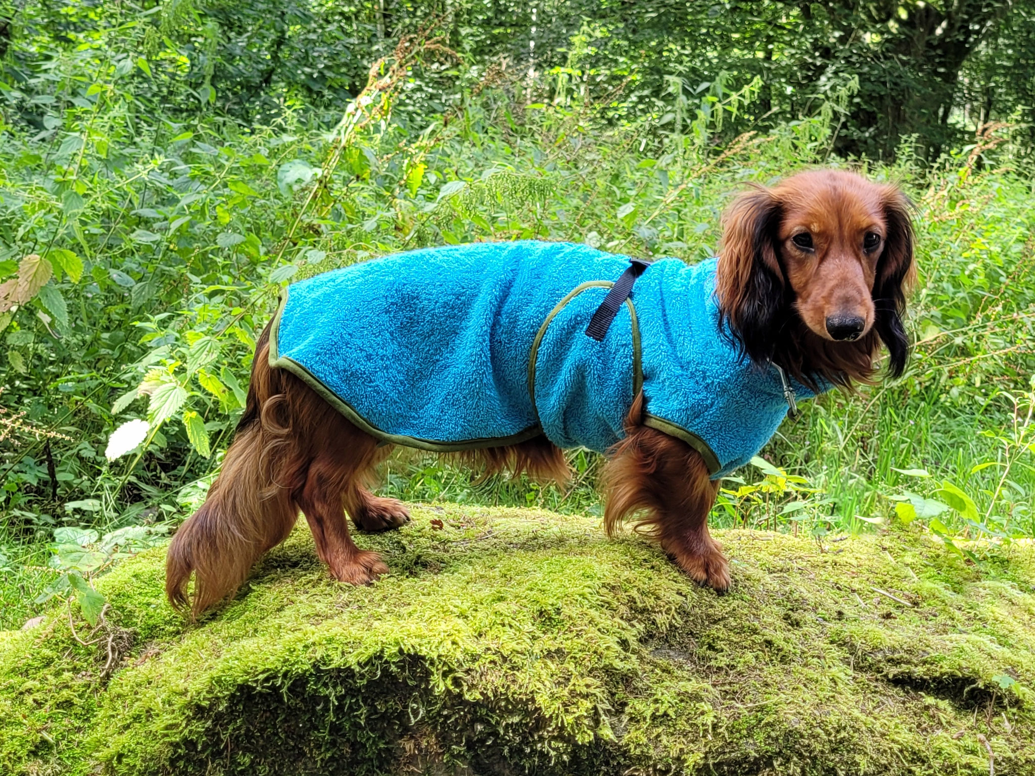 Hunde-Frottebademantel blau für Dackel