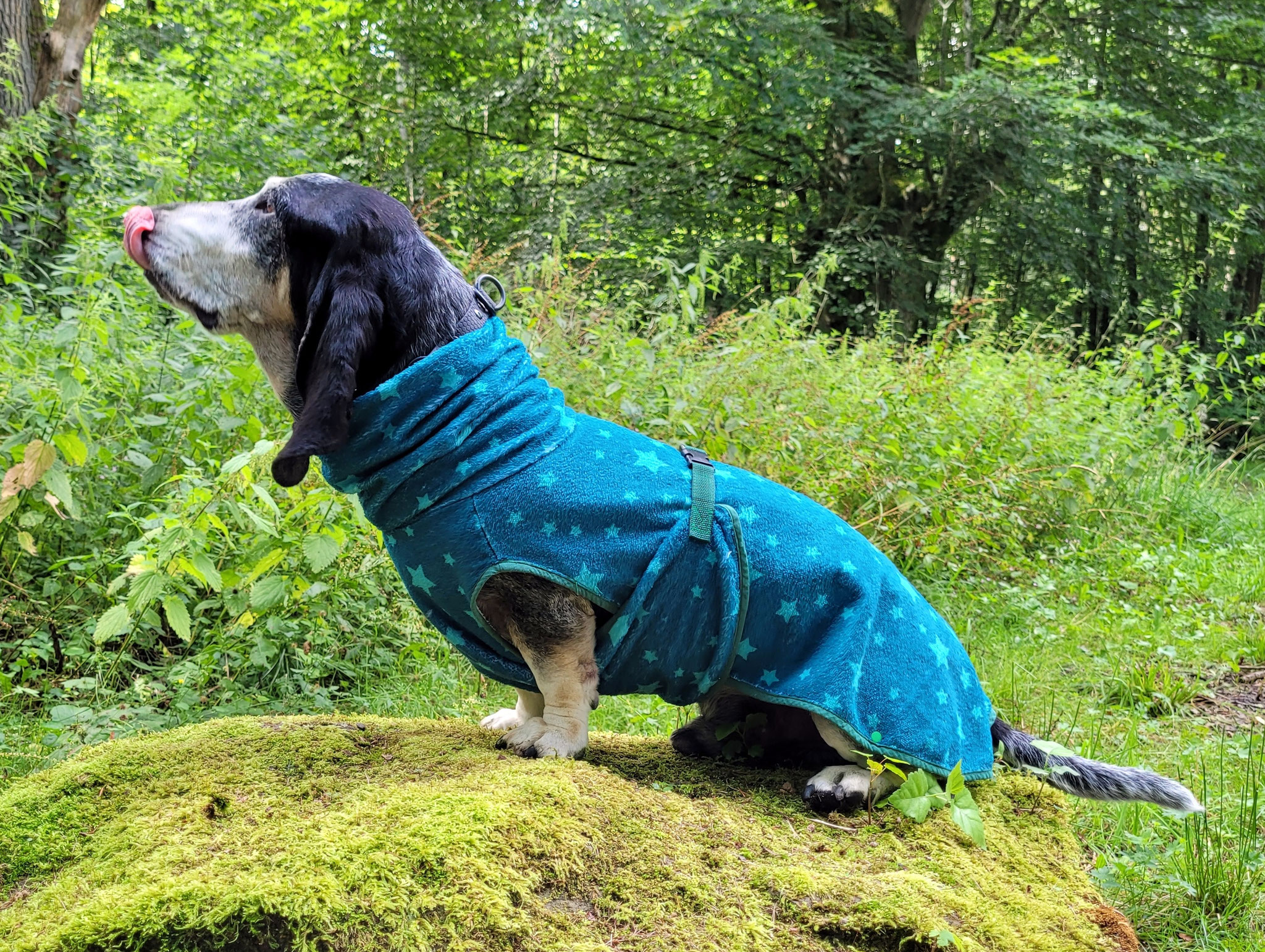 Hunde-Frottebademantel grün mit Sternen für Basset