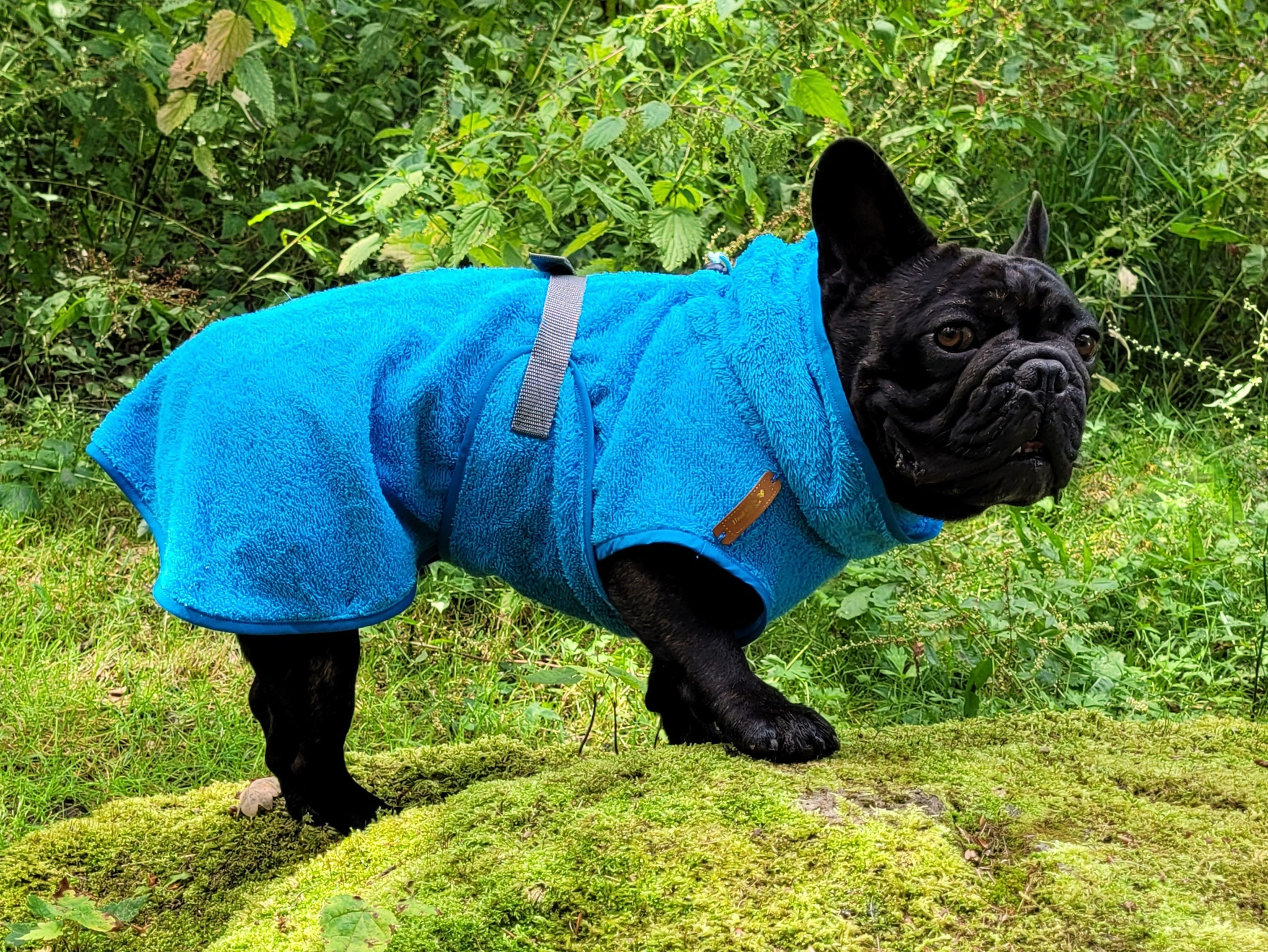 Hunde-Frottebademantel blau für Französische Bulldogge