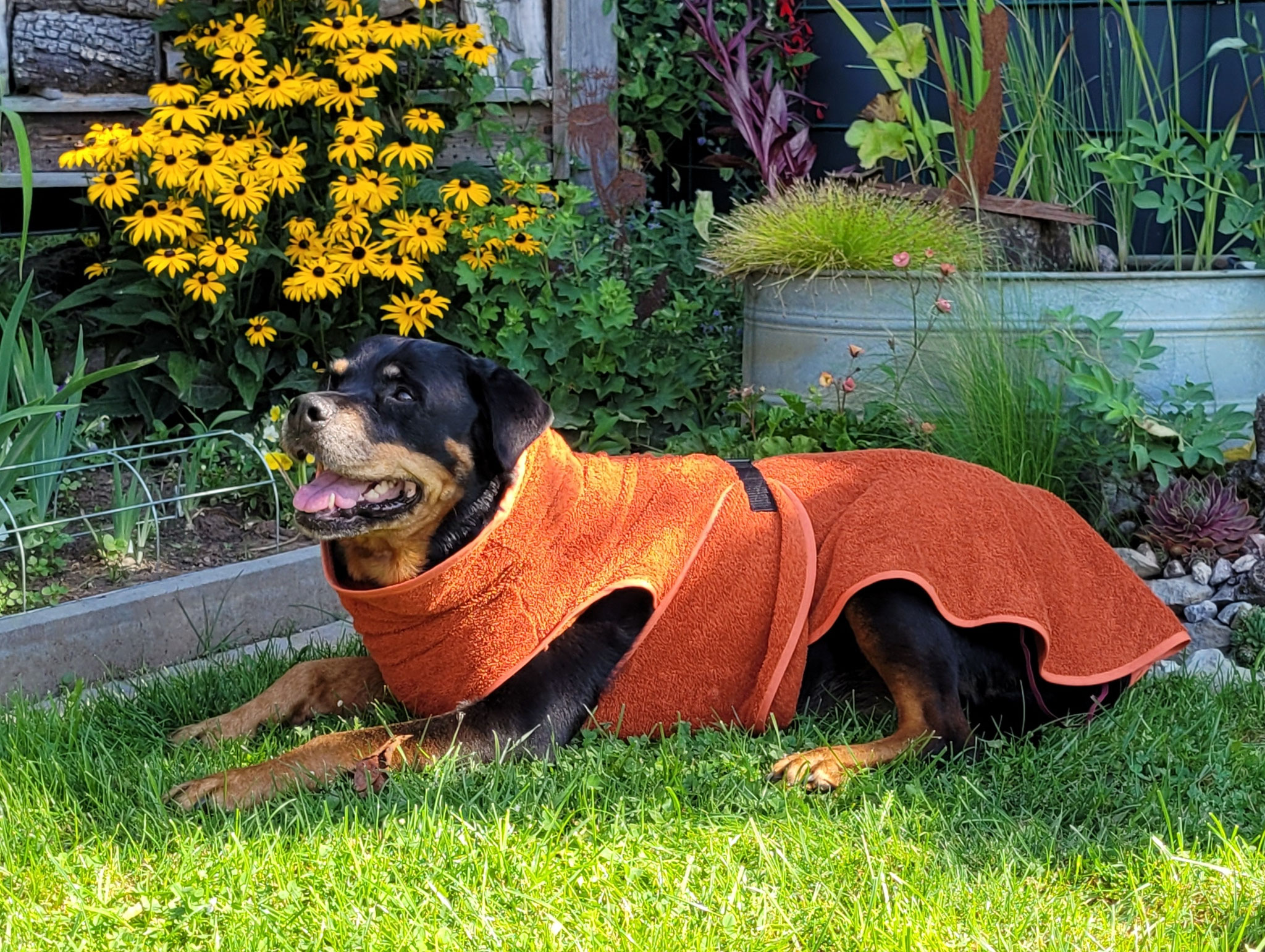 Hunde-Frottebademantel orange für Rottweiler 