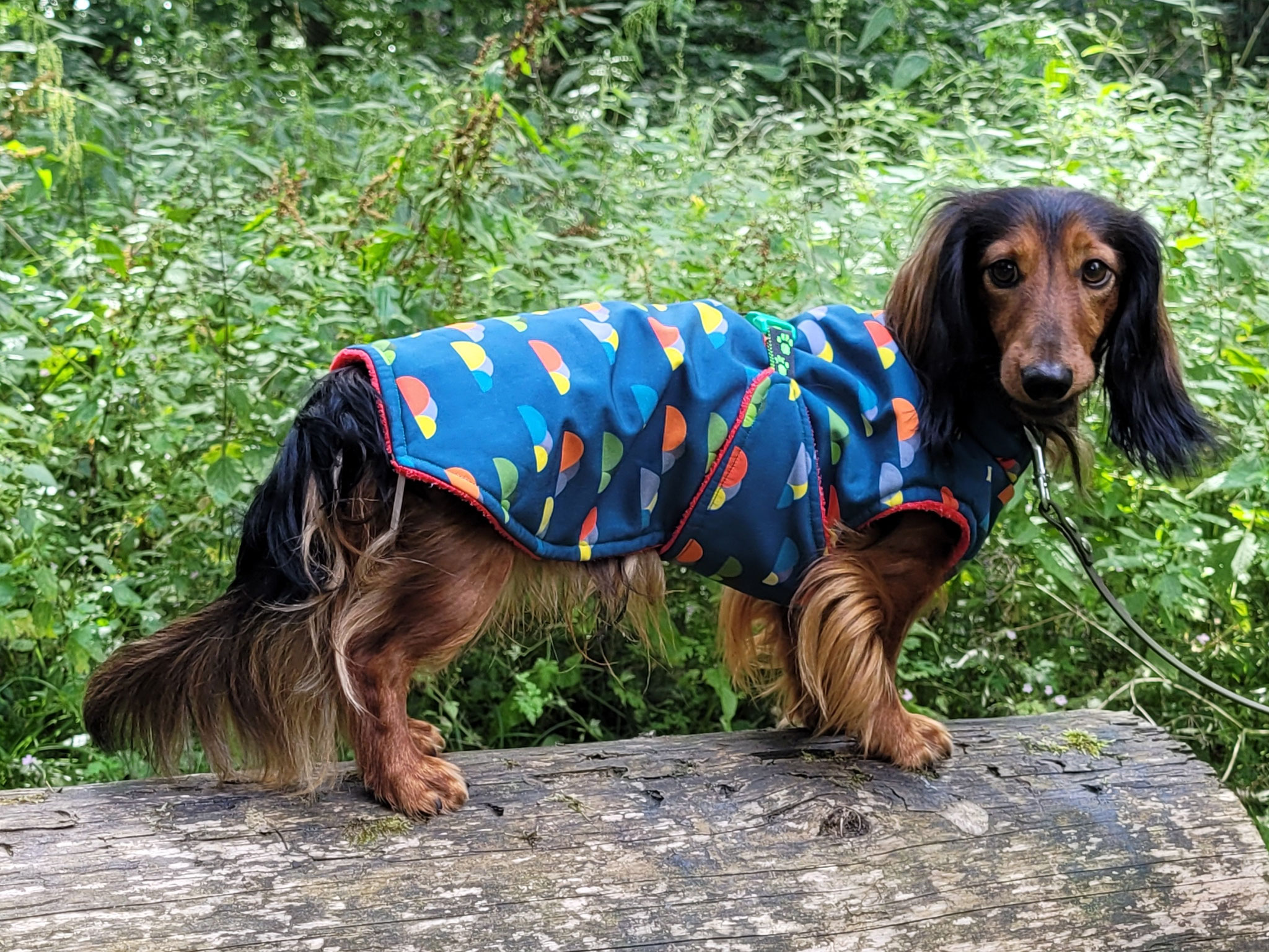 Dackel mit maßgefertigtem Softshell-Mantel