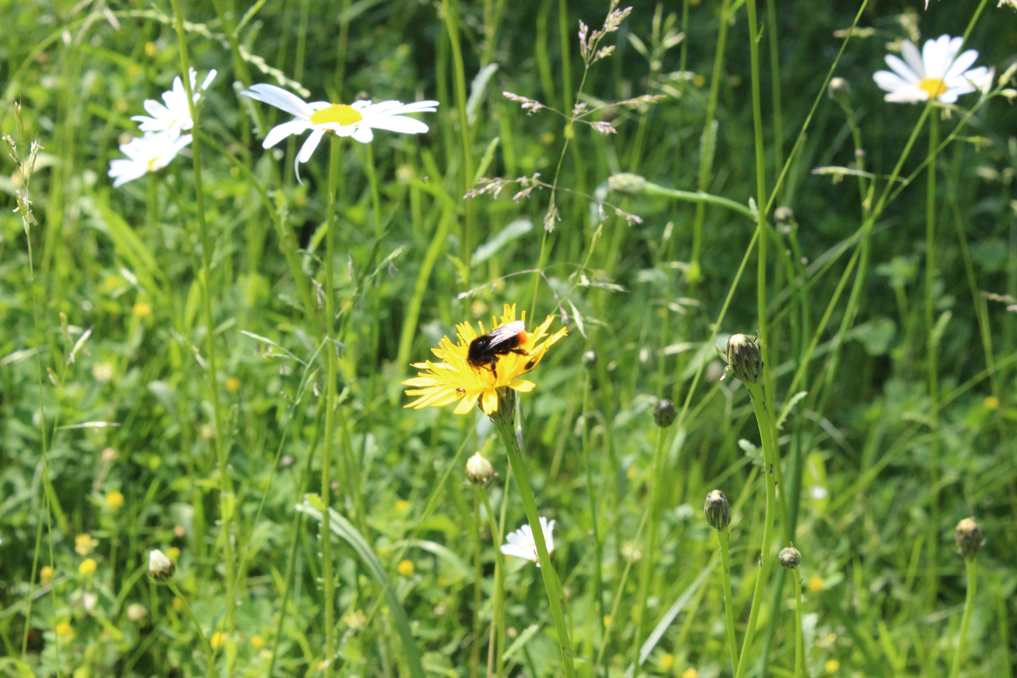 Unsere Wildblumenwiesen mit zahlreichen Insekten! nabuweyhes Webseite!