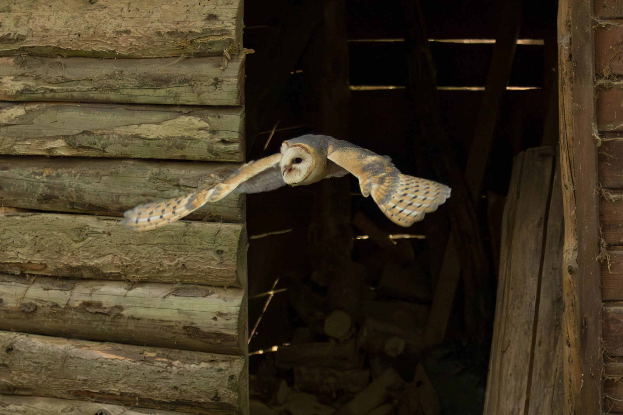 Schleiereule fliegt aus einer dunklen Scheune