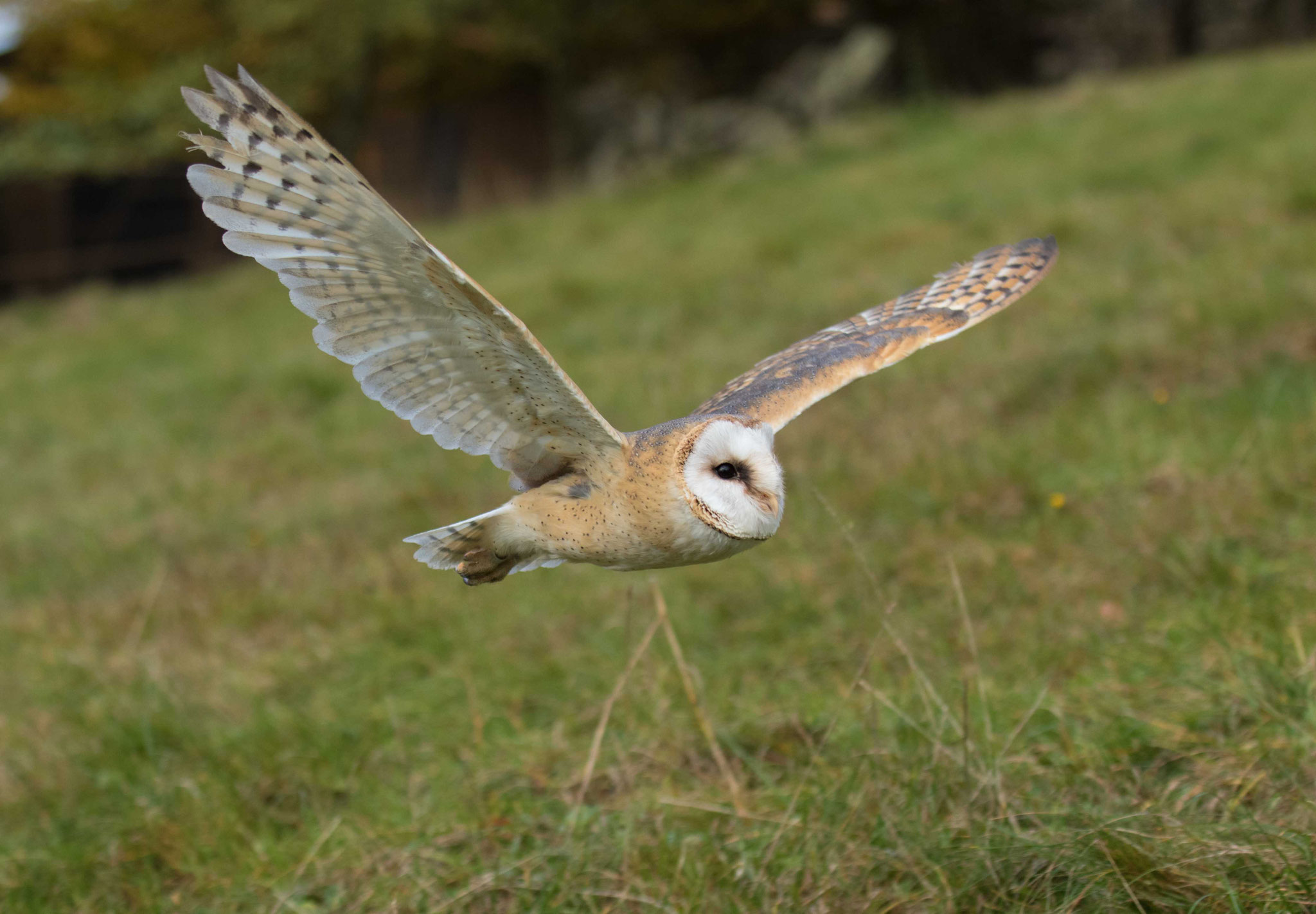 Schleiereule im Flug