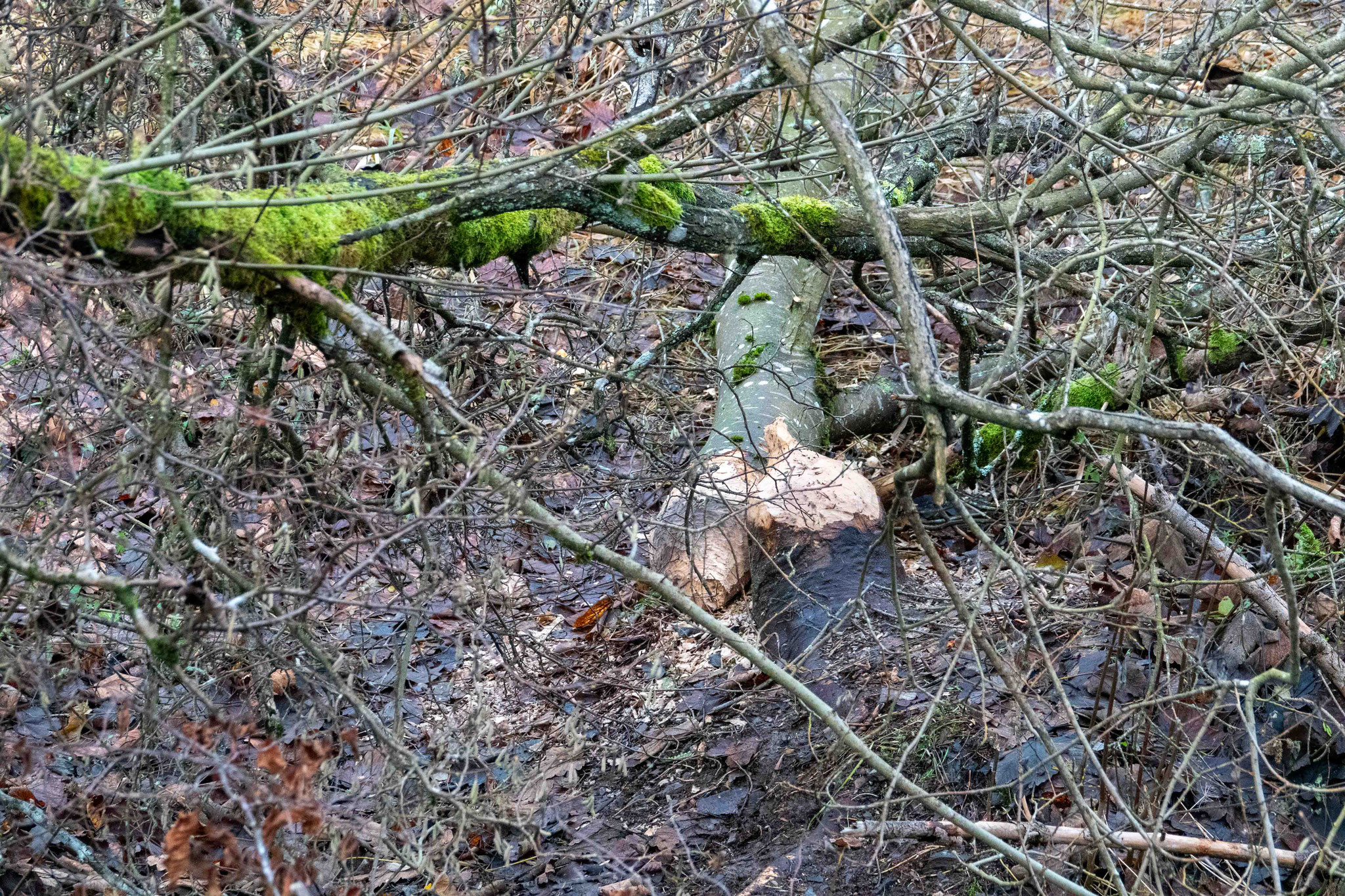 Gefällter Baum