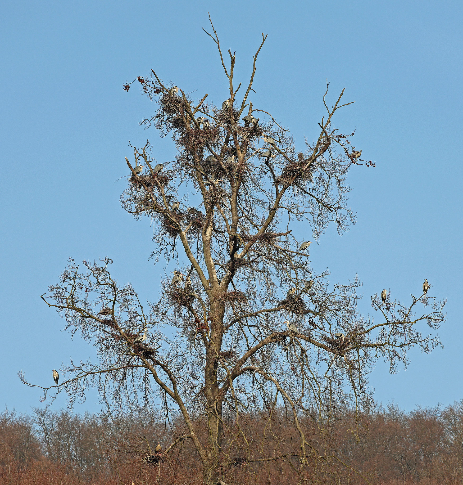 Graureiher (Foto: Wolfgang Riesenberg)