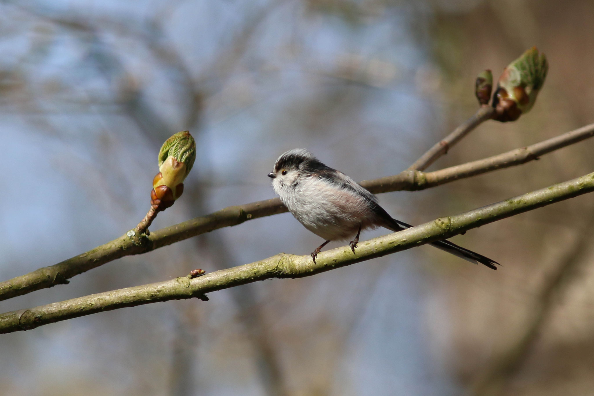 Schwanzmeise (Foto: Hartwig Helmerichs)