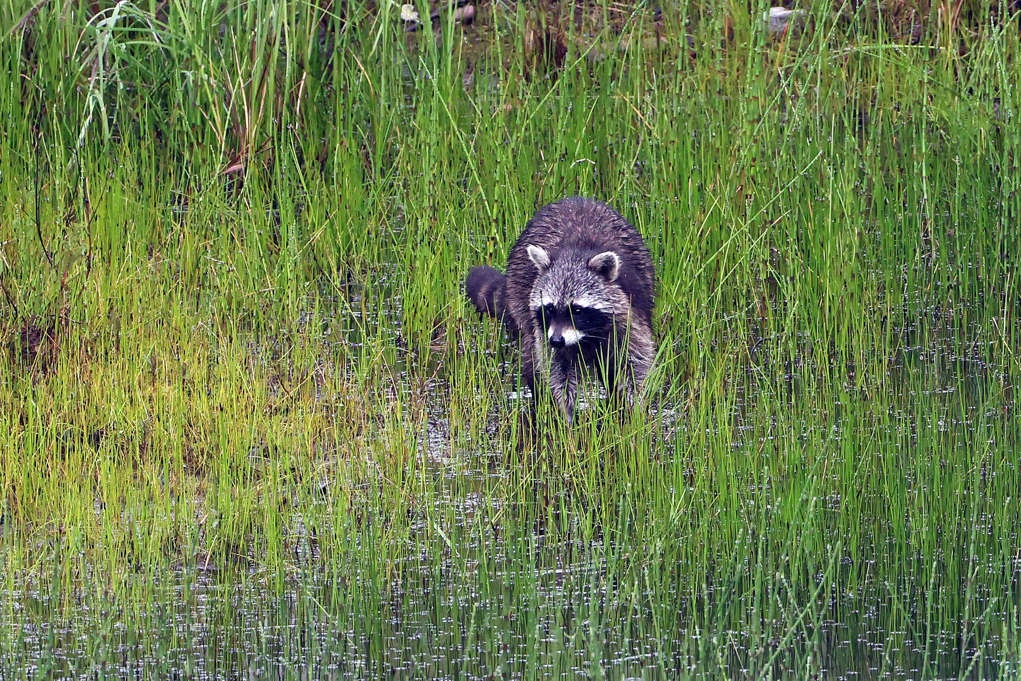 Waschbär (Foto: Wolfgang Riesenberg)