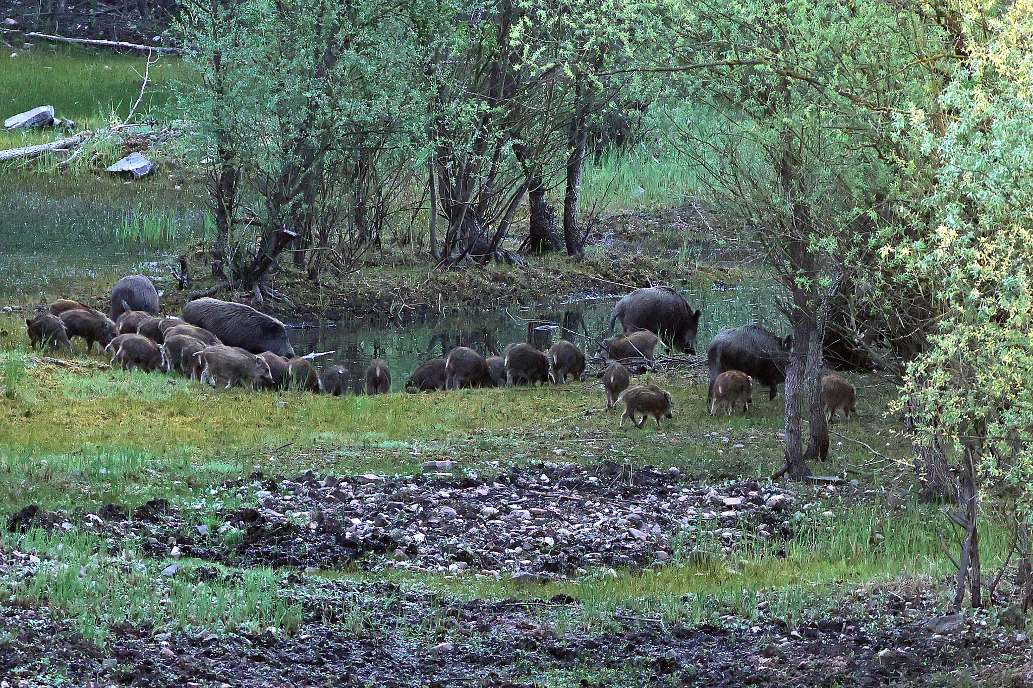 Wildschweinrotte (Foto: Wolfgang Riesenberg)