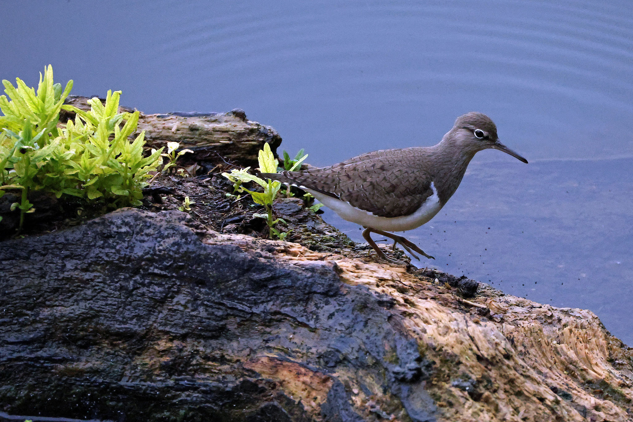 Flussuferläufer (Foto: Wolfgang Riesenberg)