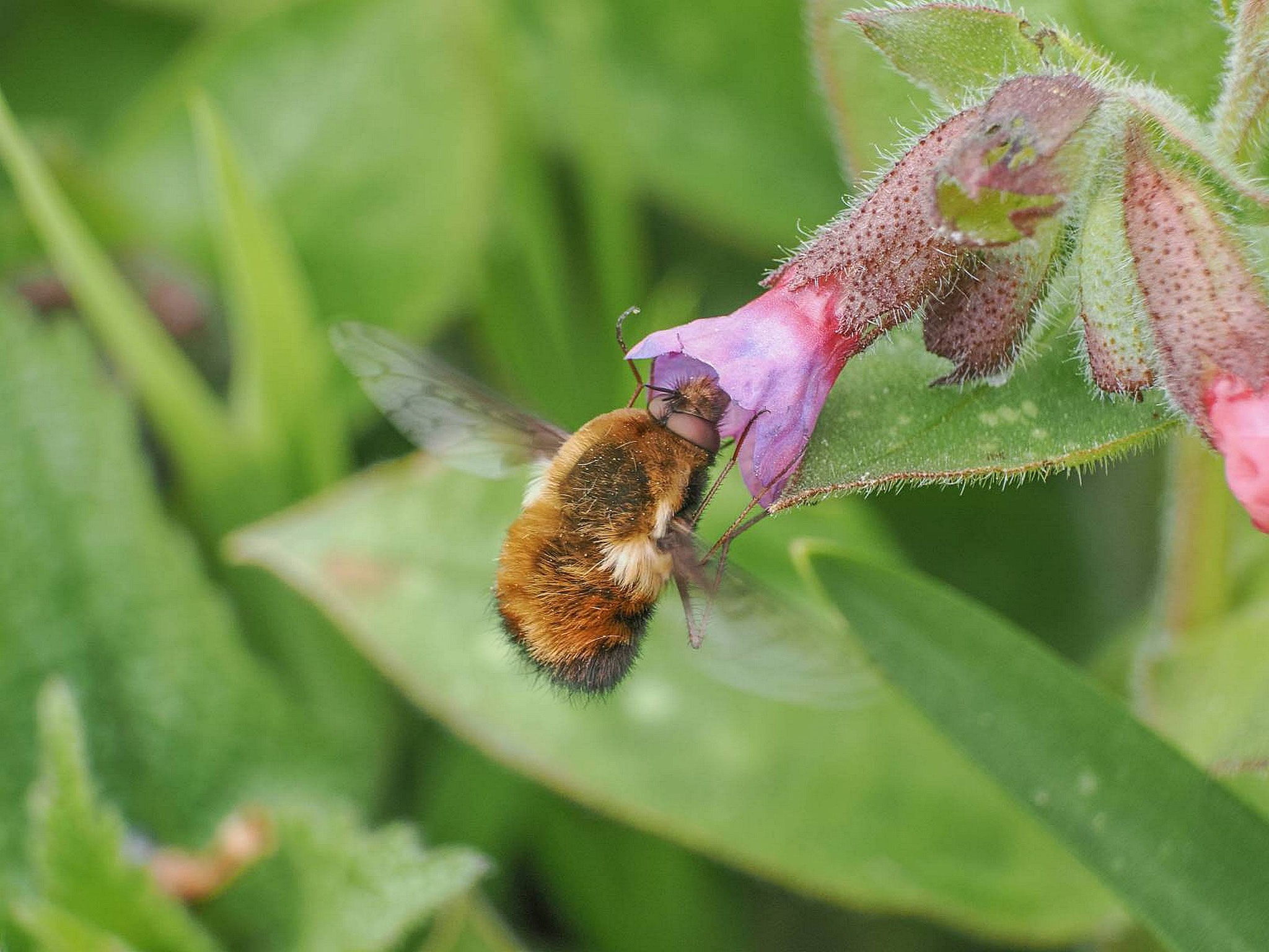 Gefleckter Wollschweber (Foto: Gernot Liebau)