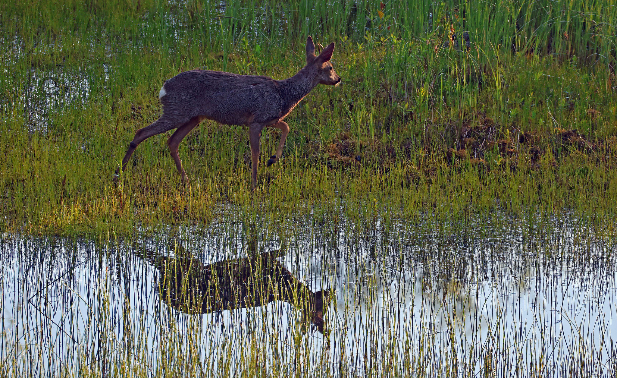 Rehbock (Foto: Wolfgang Riesenberg)