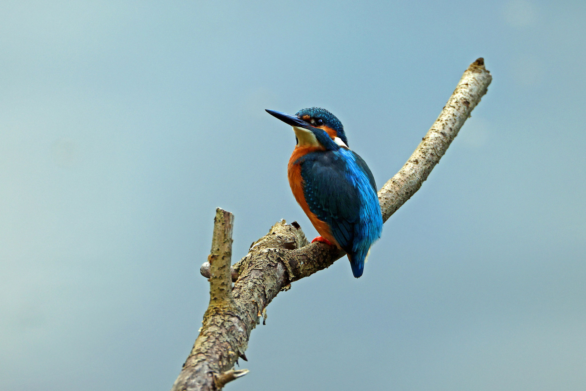 Eisvogel (Foto: Wolfgang Riesenberg)