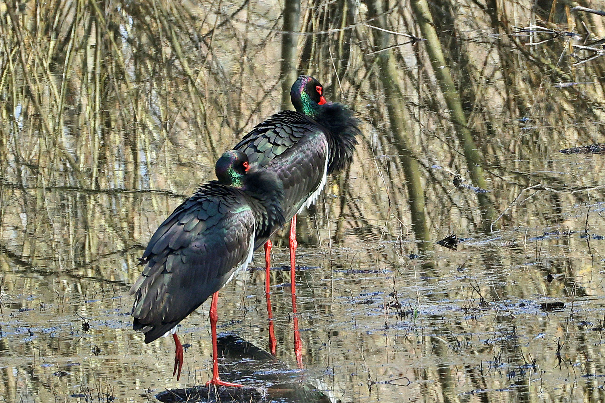 Schwarzstörche (Foto: Wolfgang Riesenberg)