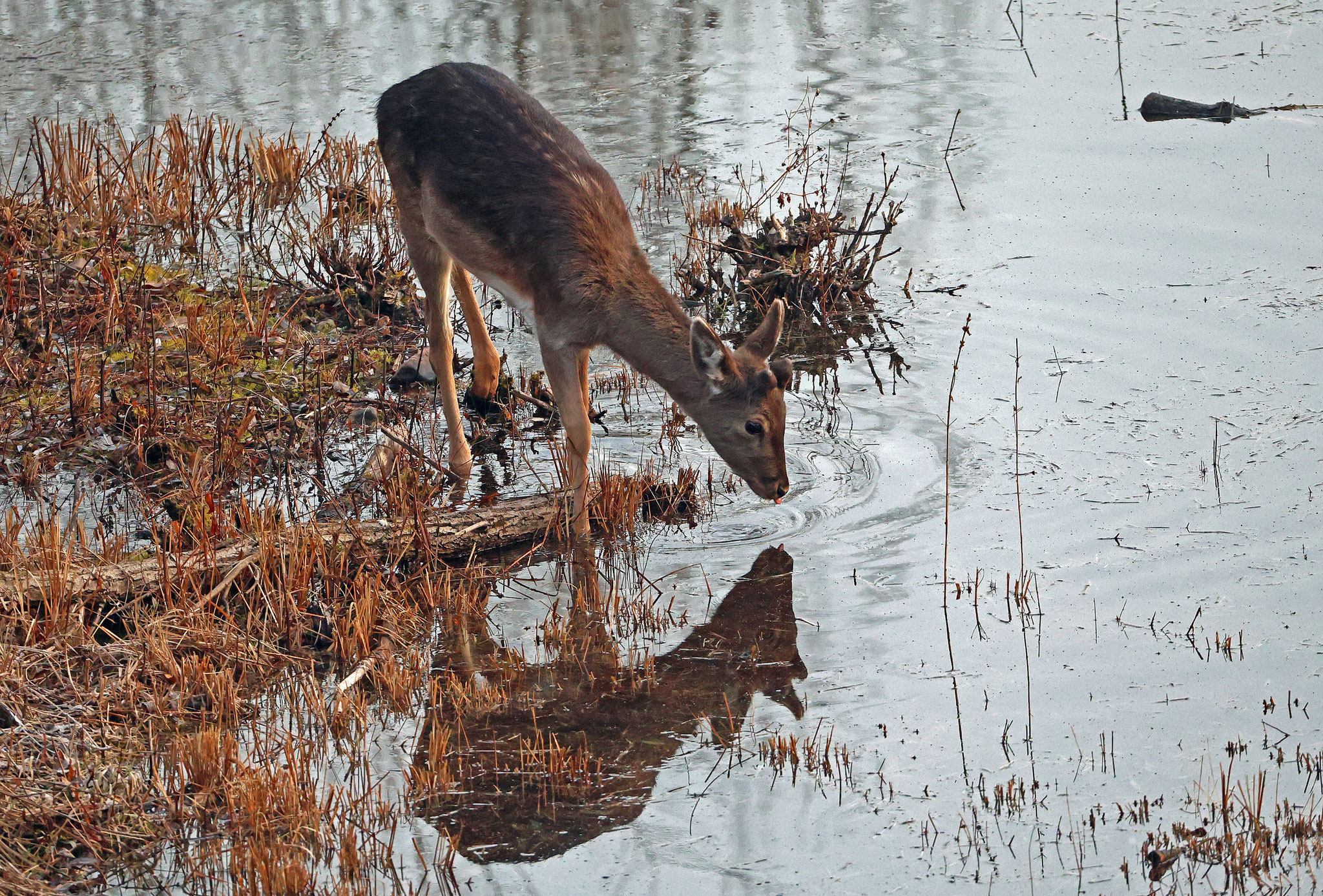Damwild (Foto: Wolfgang Riesenberg)
