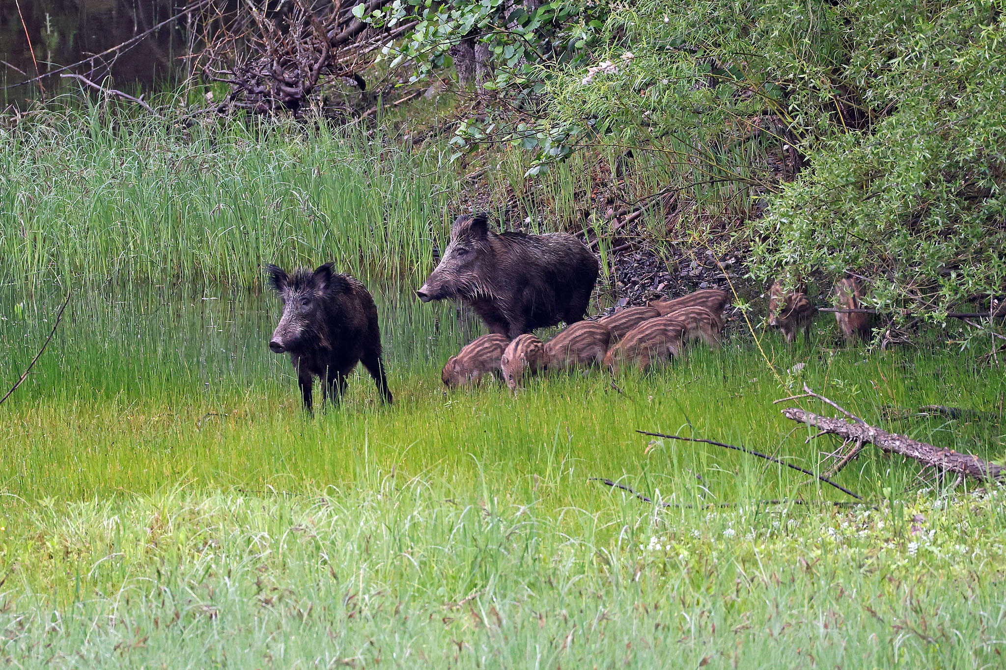Wildschweine (Foto: Wolfgang Riesenberg)