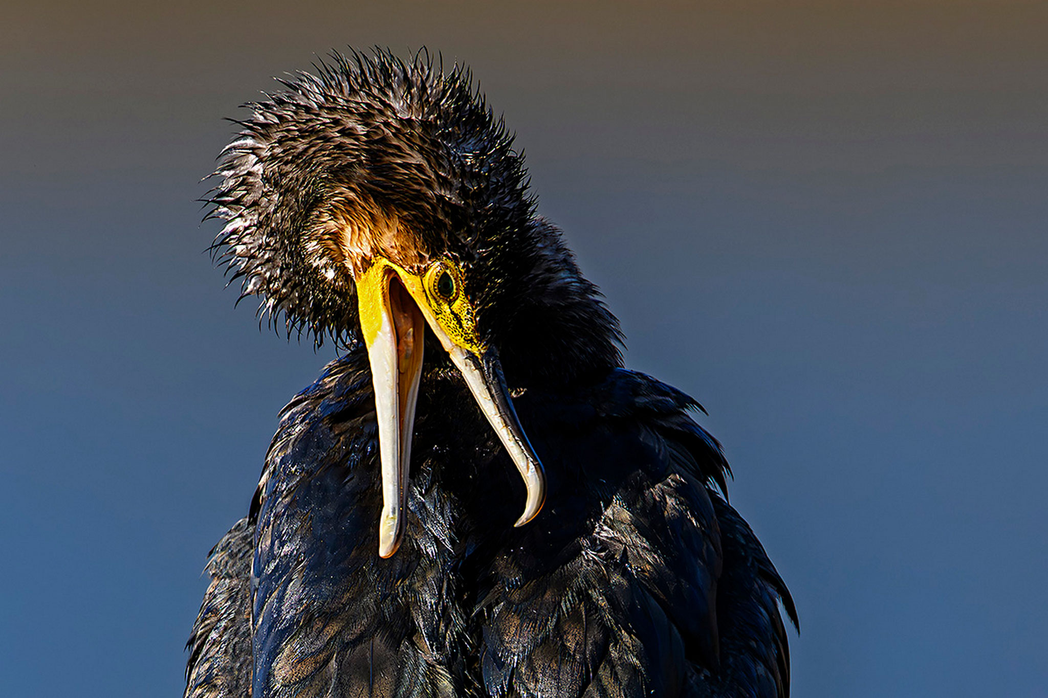Kormoran (Foto: Heinz Meckbach)