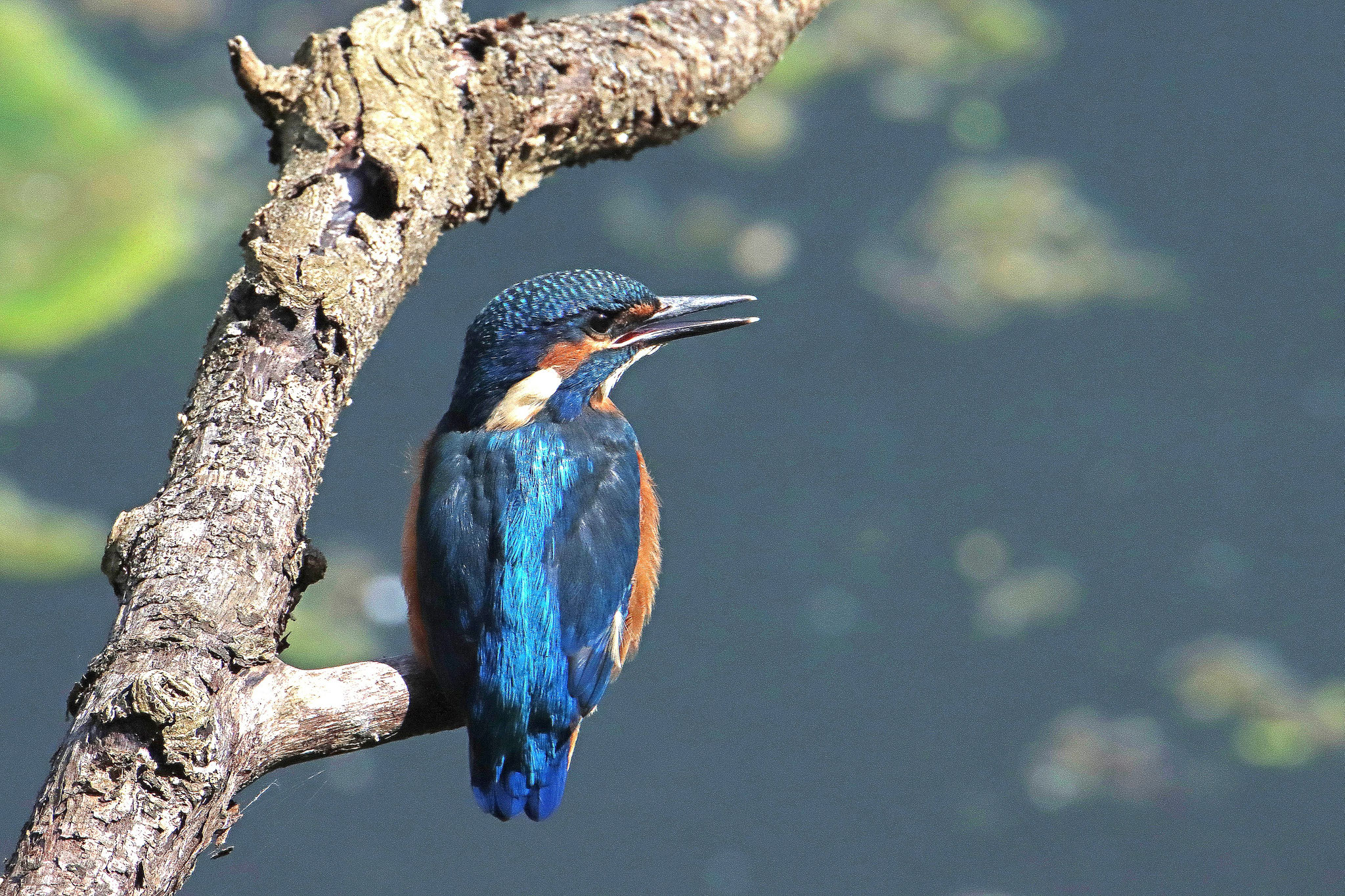 Eisvogel (Foto: Hartwig Helmerichs)