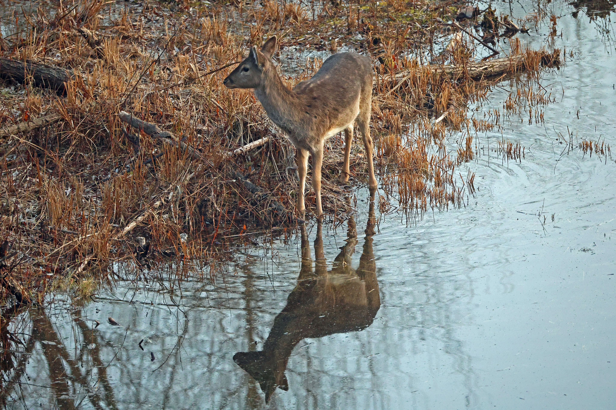 Damwild (Foto: Wolfgang Riesenberg)