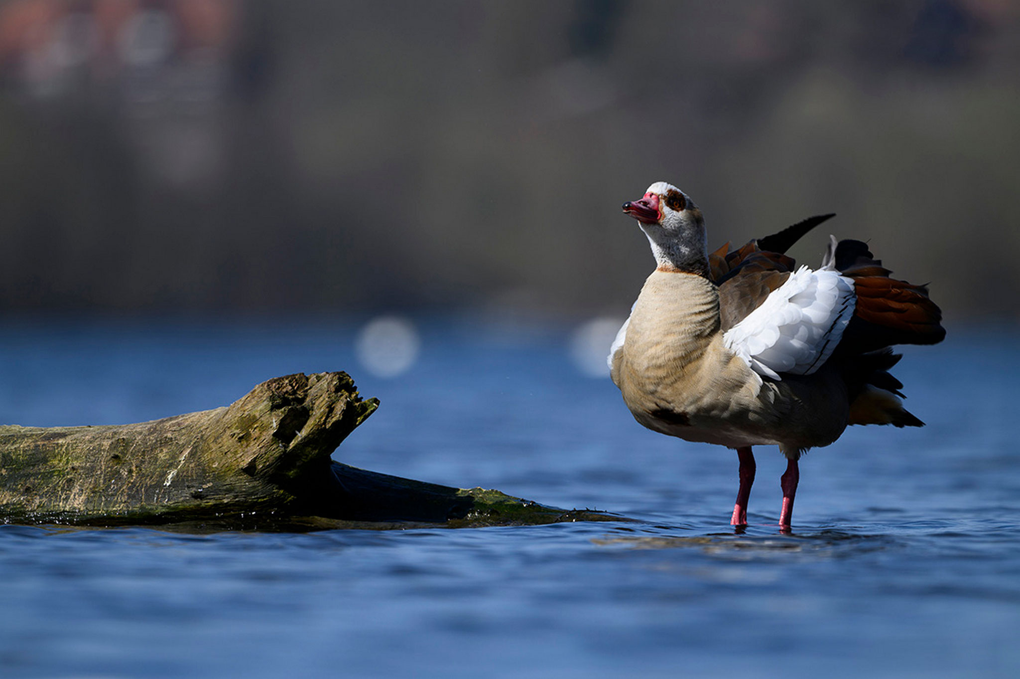 Nilgans (Foto: Heinz Meckbach)