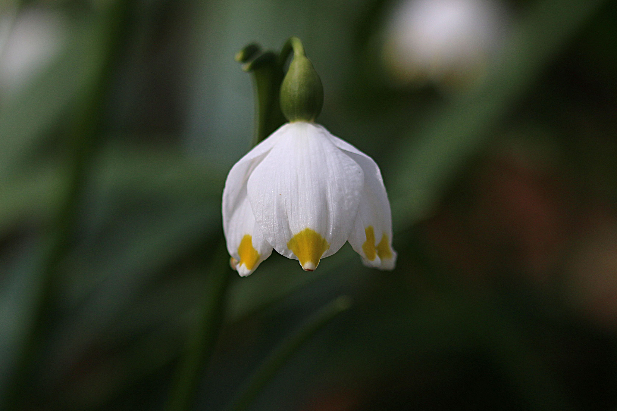 Foto: Hartwig Helmerichs